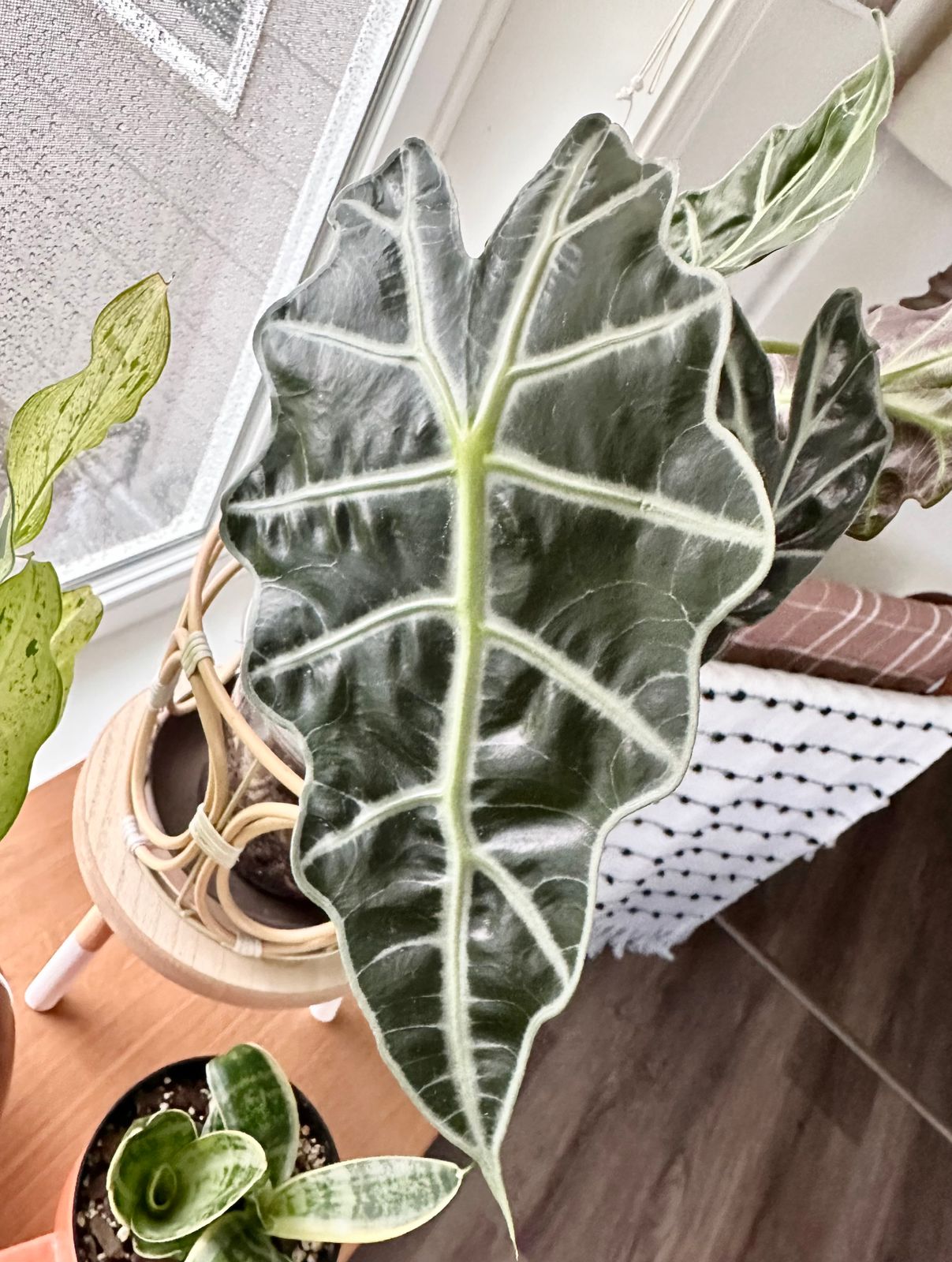 4" Alocasia 'Polly'  BWH Plant Co