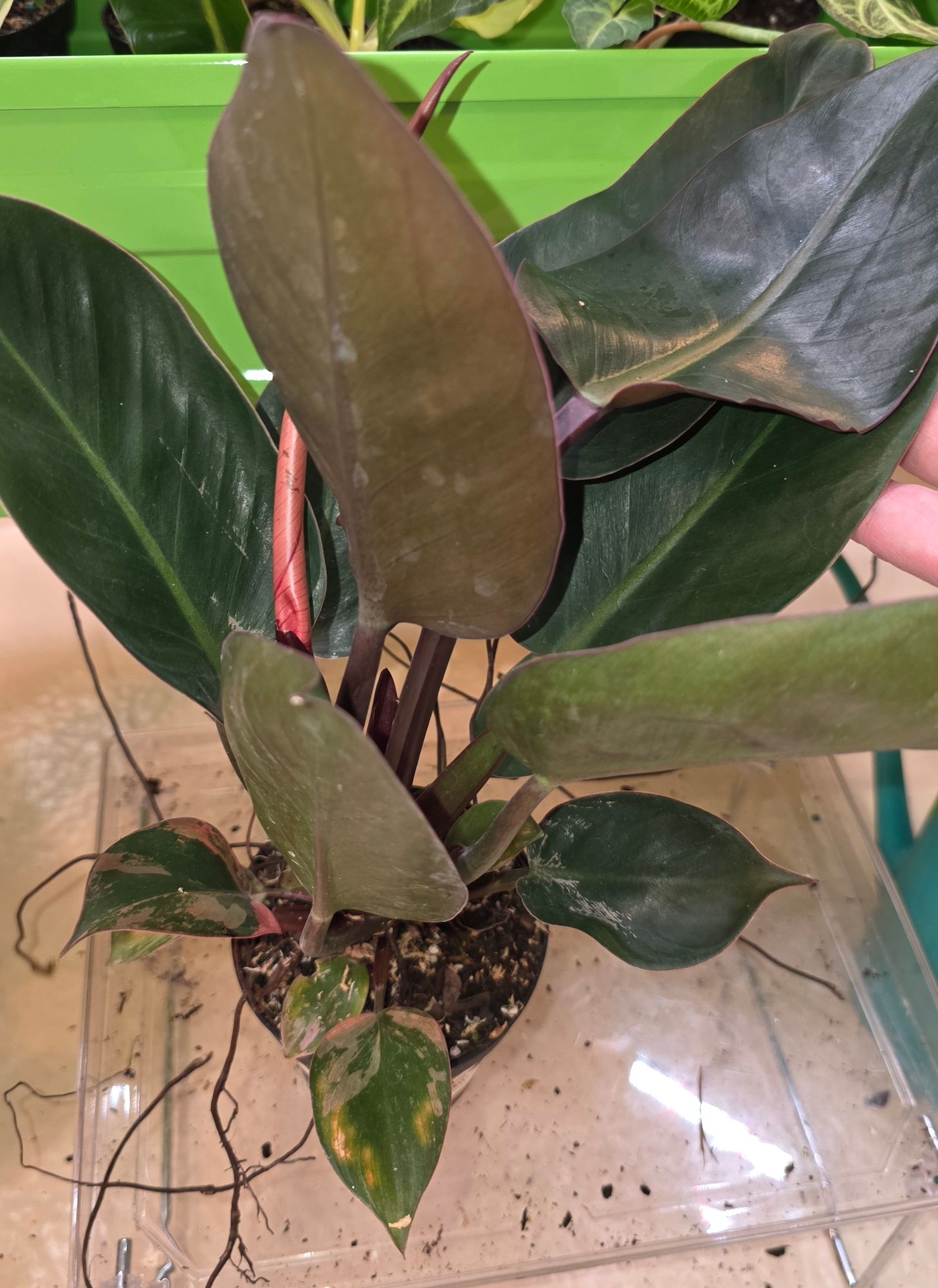4" Philodendron 'Rojo Congo'  BWH Plant Co