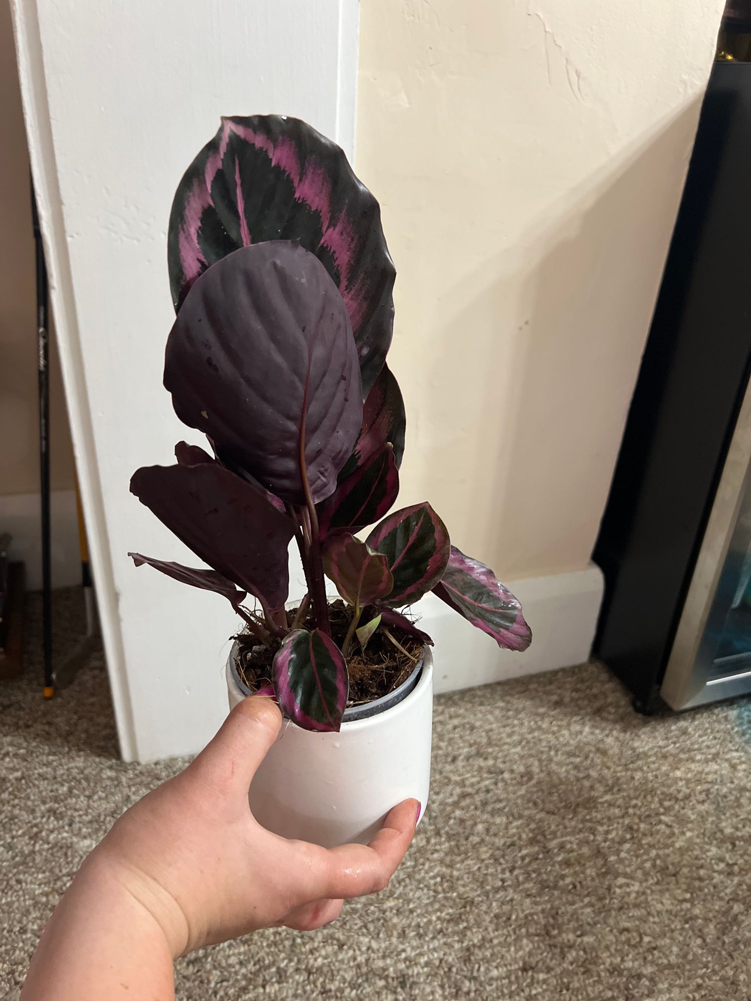 geigenfeige früchte essbar Kaufen Sie jetzt Zimmerpflanze Geigenfeige Ficus lyrata - Verzweigt main image 0