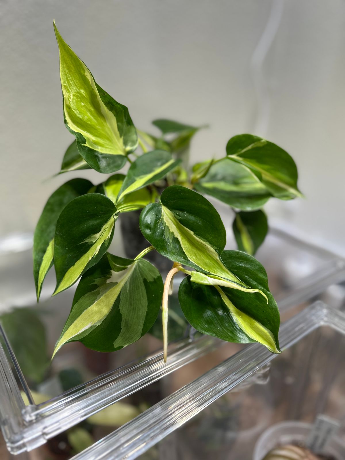 philodendron leaf Philodendron pedatum --Oak Leaf Philodendron-- main image 0