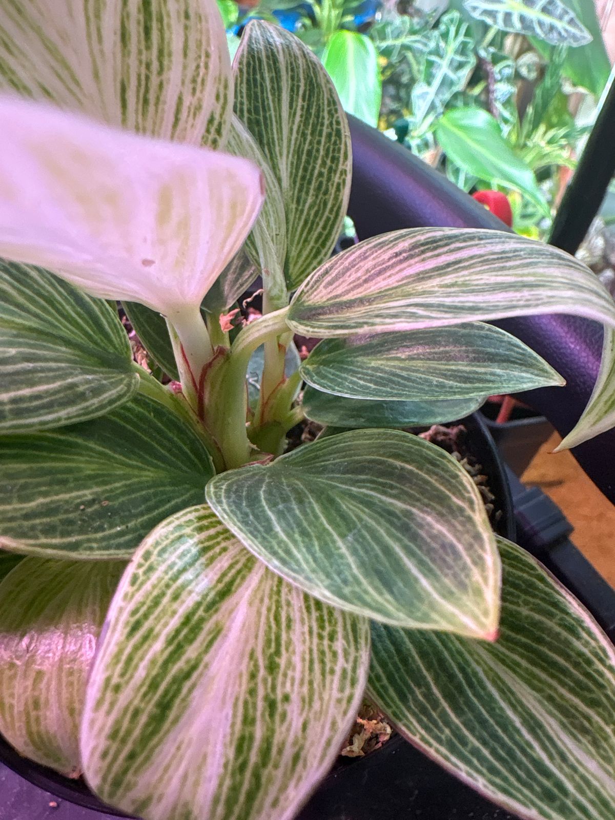 6" Philodendron 'Birkin'  BWH Plant Co