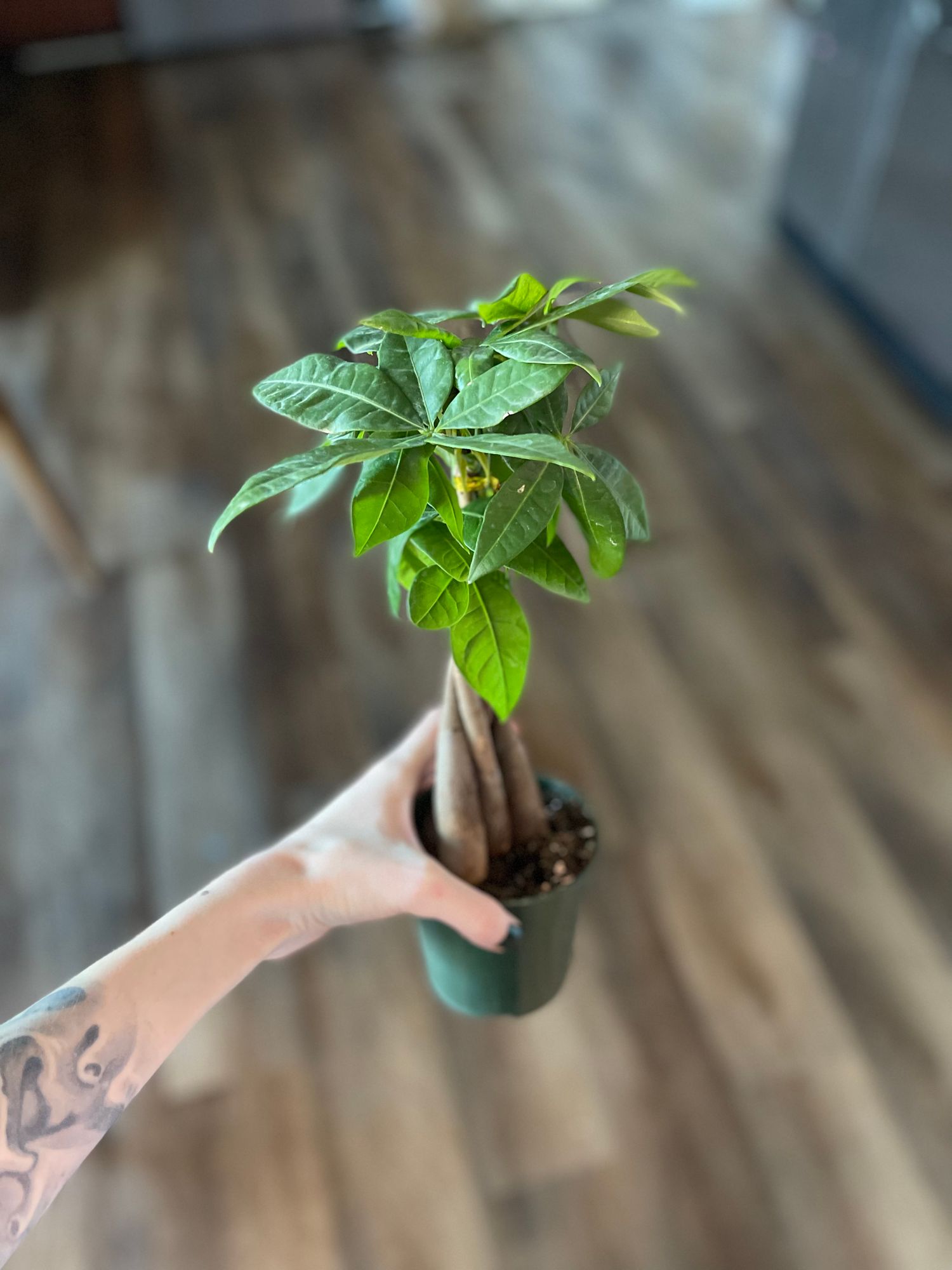 alternative to snake plant Stained Glass
