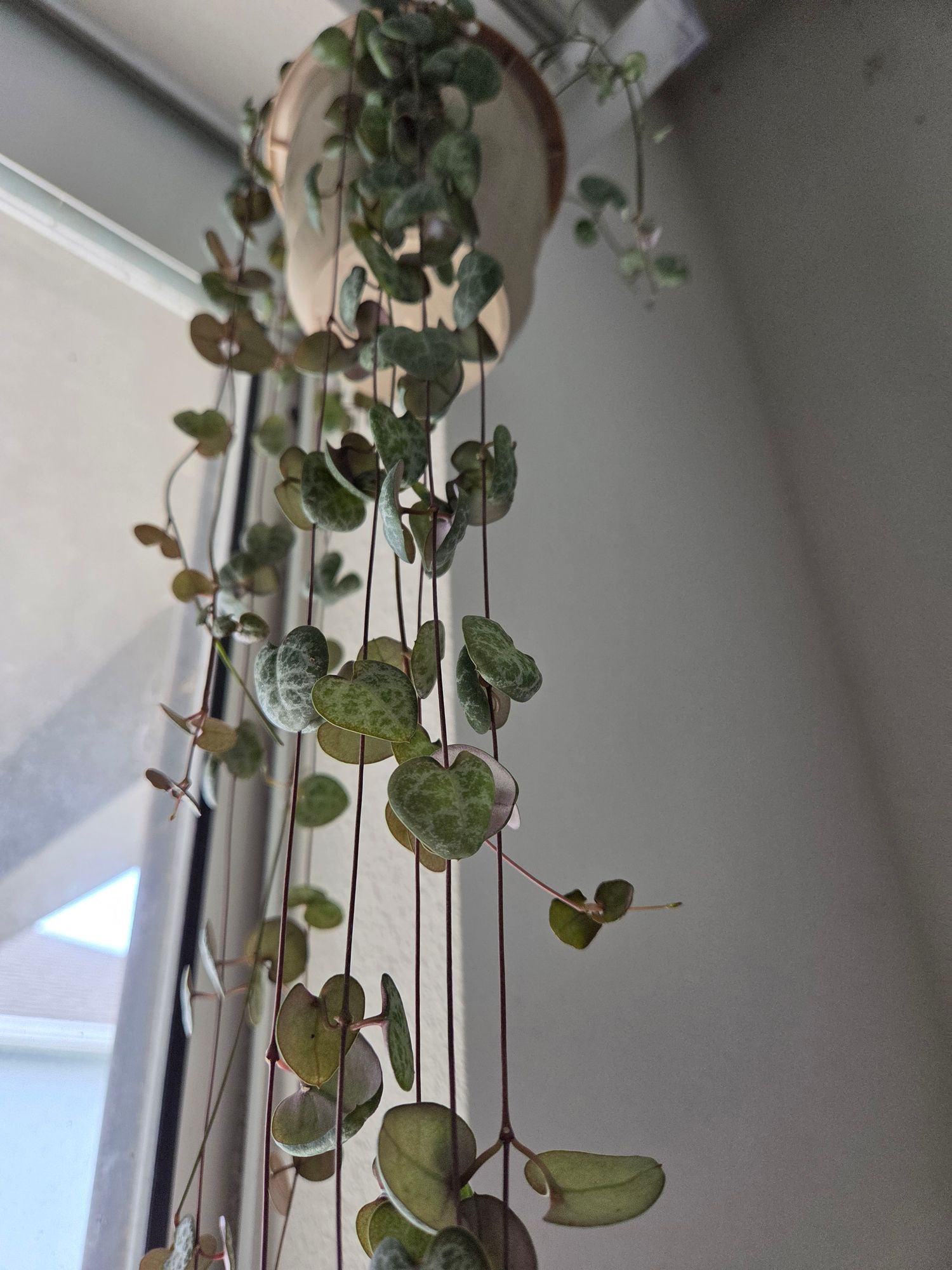 4.5" Ceropegia Woodii 'String of Hearts' (Hanging Basket)  BWH Plant Co