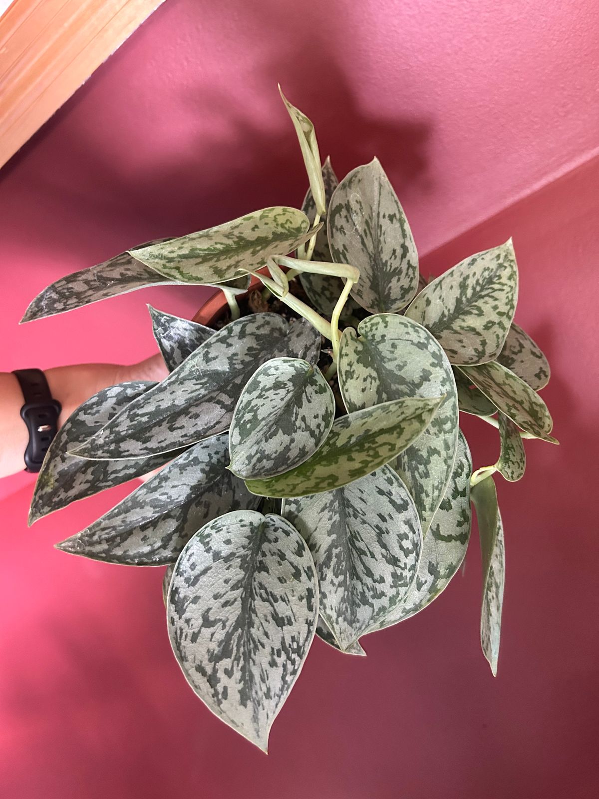 6" Scindapsus 'Silver Lady' (Hanging Basket)  BWH Plant Co