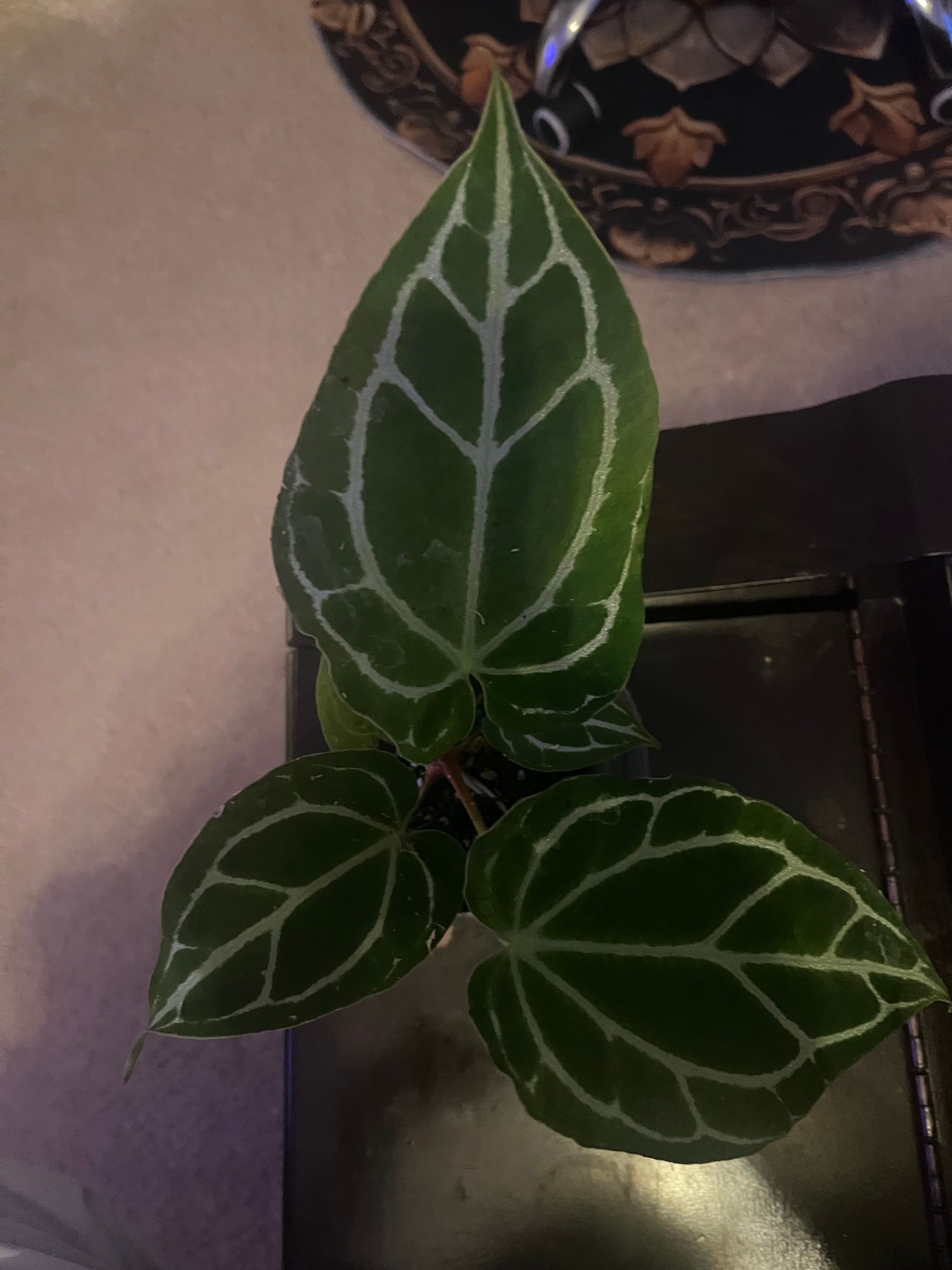 bogenhanf straight kaufen Kaufen Sie jetzt Zimmerpflanze Bogenhanf Sansevieria 'Straight' inkl.  Dekotopf
