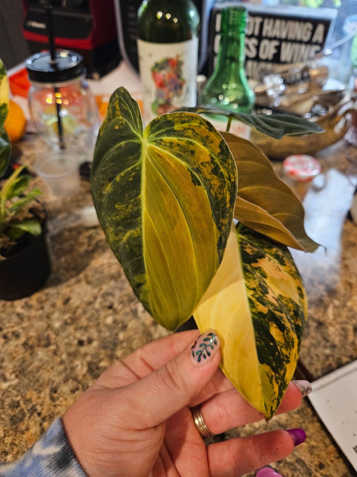 philodendron micans in nature Philodendron micans- Velvet Philodendron Hanging Basket main image 1