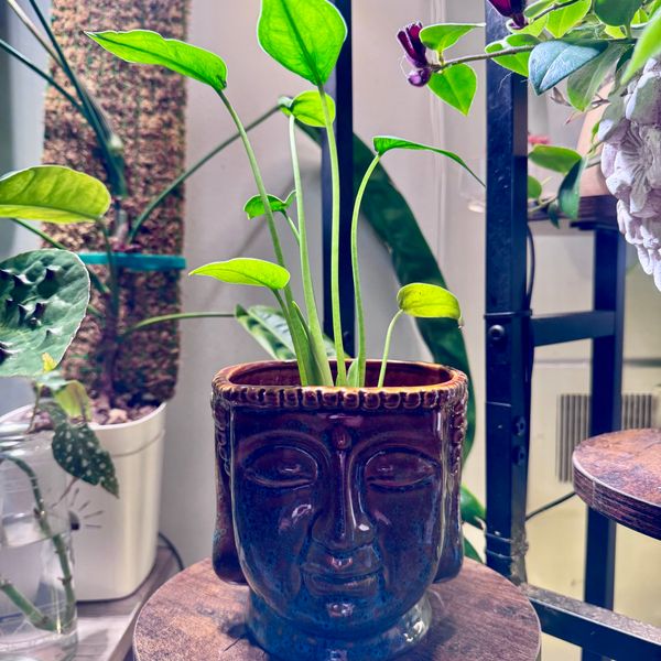 cute indoor plant pots feeling cute might die later' Pun Pot – Mad Plant Ladies main image 1