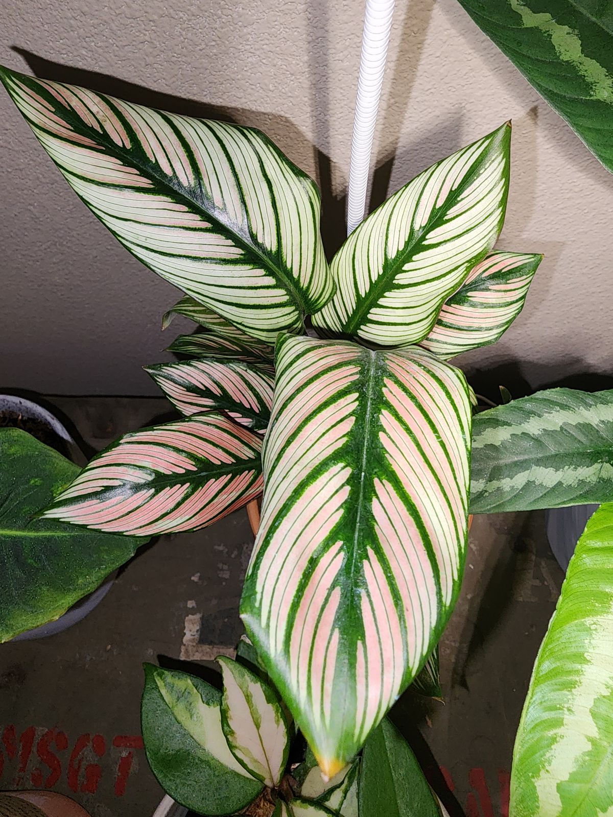 dracaena cuttings Dracaena Cane Massangeana | Cane Plant