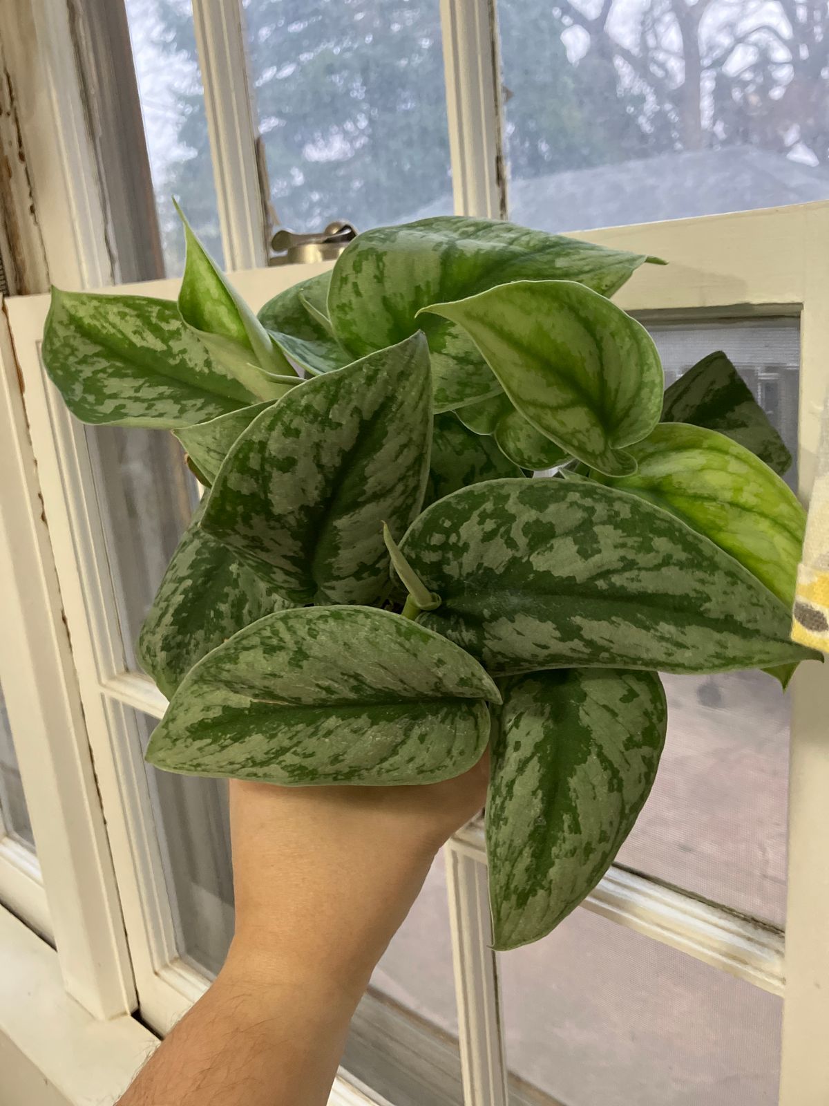 4" Scindapsus 'Pictus Exotica'  BWH Plant Co