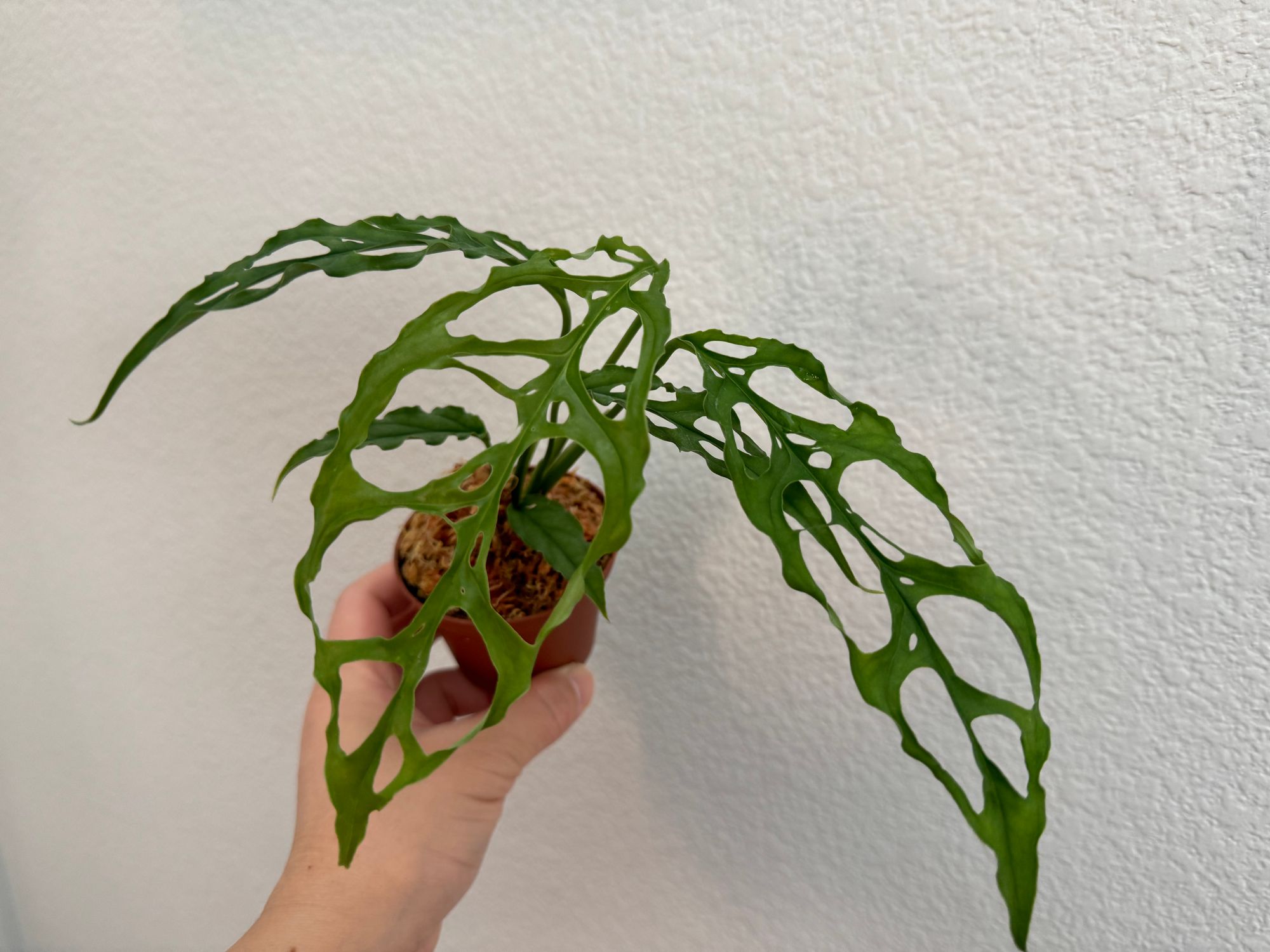 3" Monstera 'Obliqua' (Peruvian Form)  BWH Plant Co