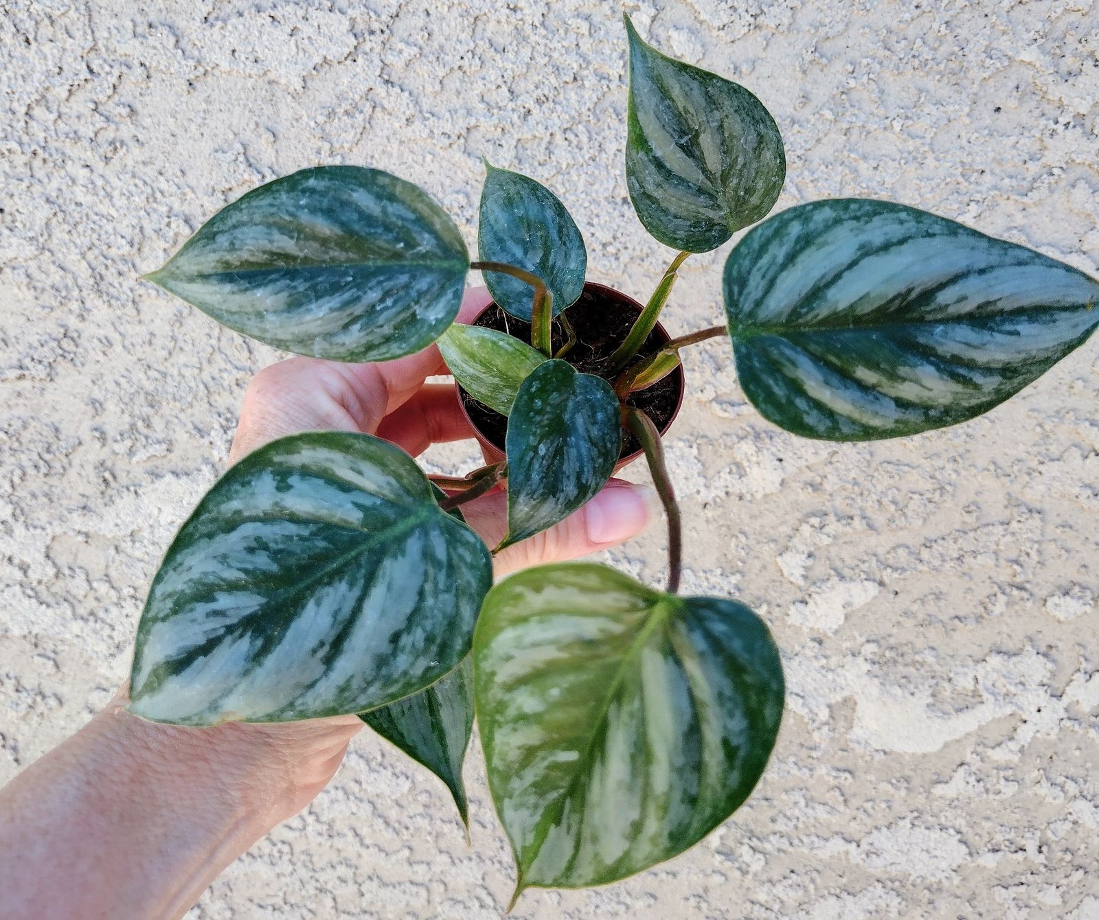 2" Philodendron 'Sodiroi'  BWH Plant Co