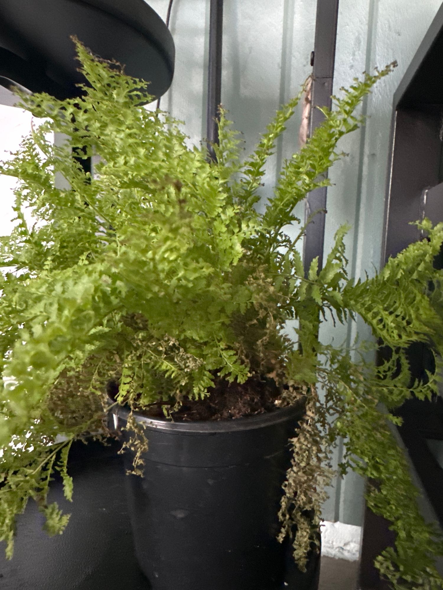 philodendron rio Philodendron Hederaceum 'Rio' – DingPlants