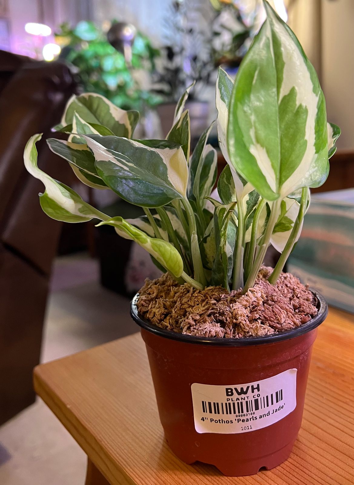 4" Pothos 'Pearls and Jade'  BWH Plant Co