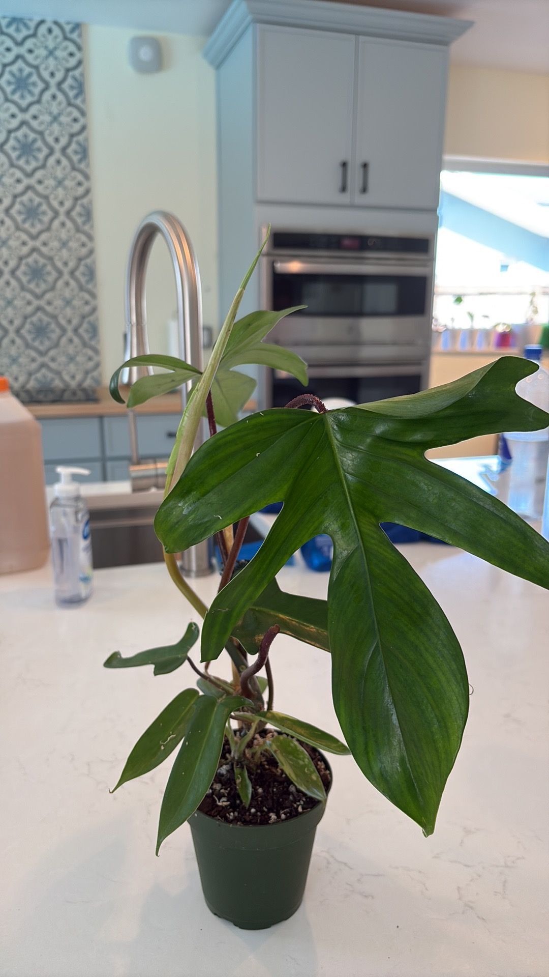 4" Philodendron 'Florida'  BWH Plant Co