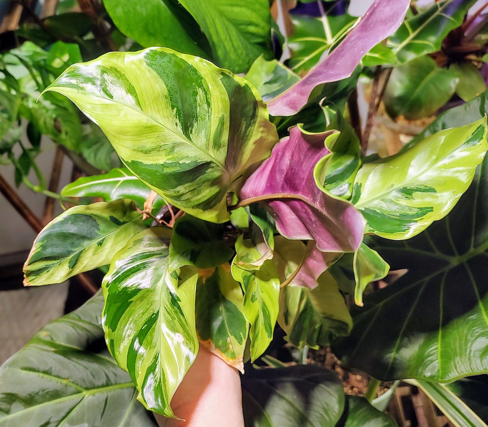 calathea pink stripes Calathea Dottie Prayer Plant 4 inch with Black Leaves and pink stripes –  PLNTSHP.COM main image 1