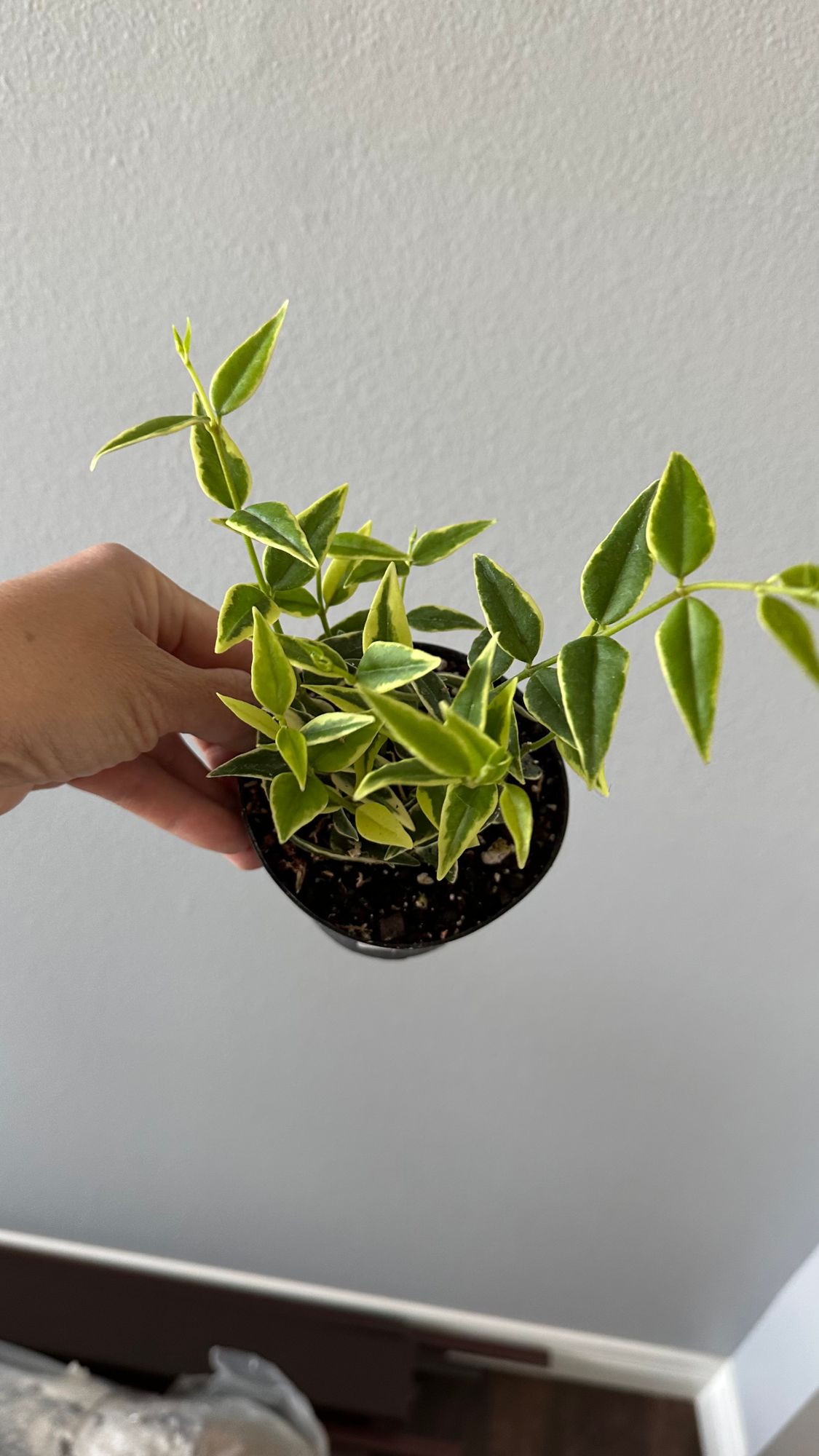4" Variegated Hoya 'Bella'  BWH Plant Co