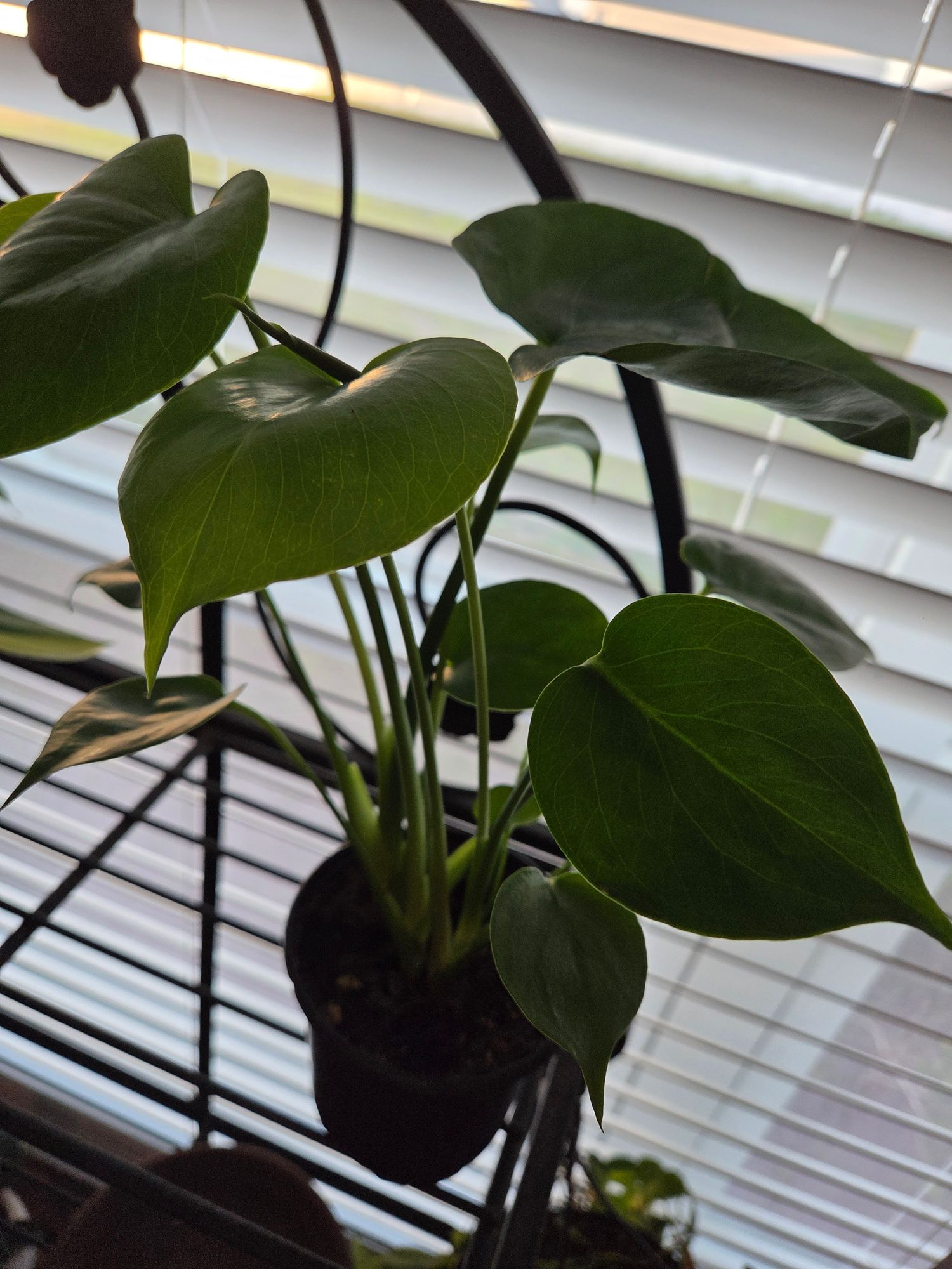 6" Monstera 'Deliciosa'  BWH Plant Co