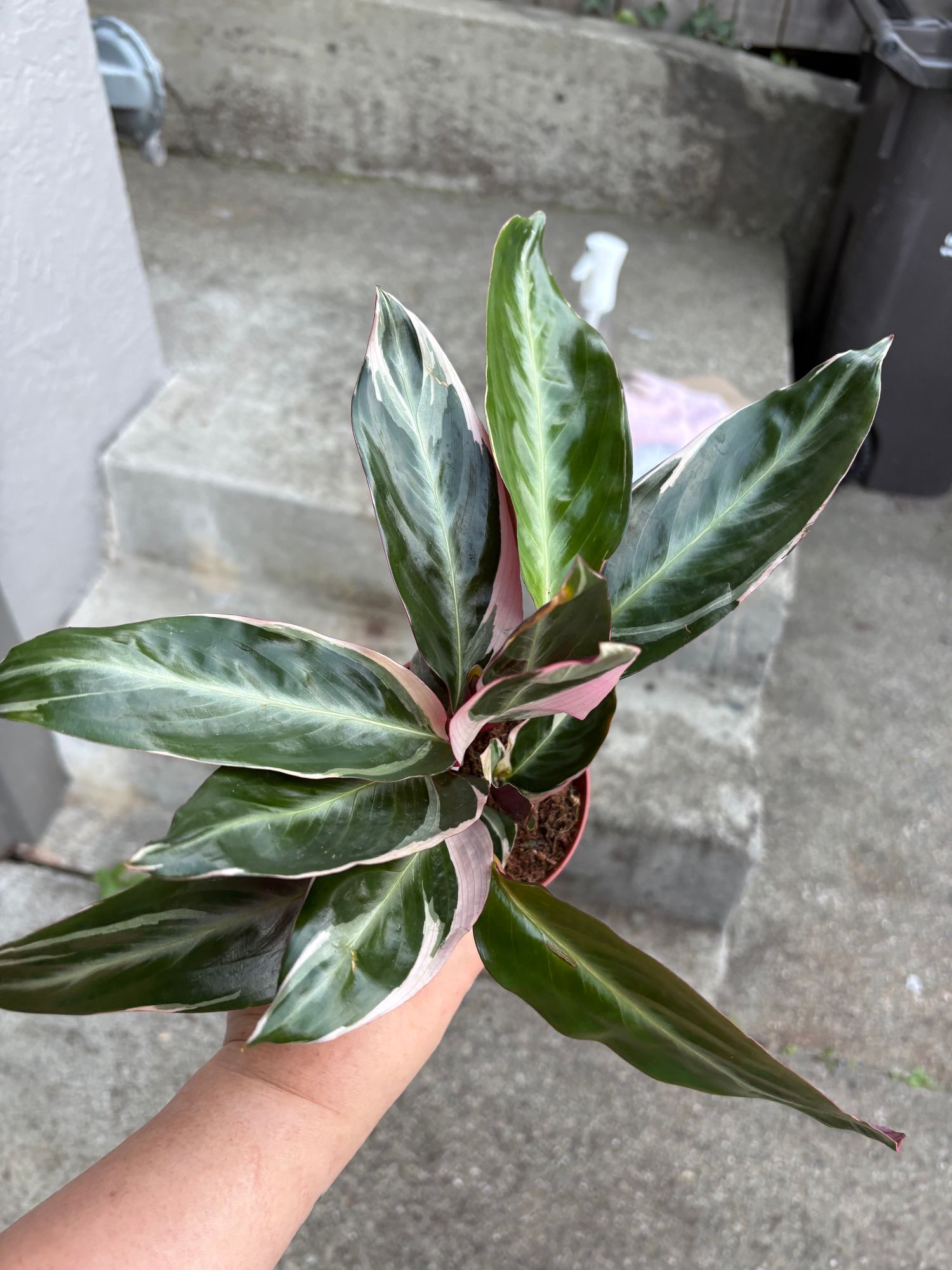 4" Stromanthe 'Trio Star' - BWH Plant Co.