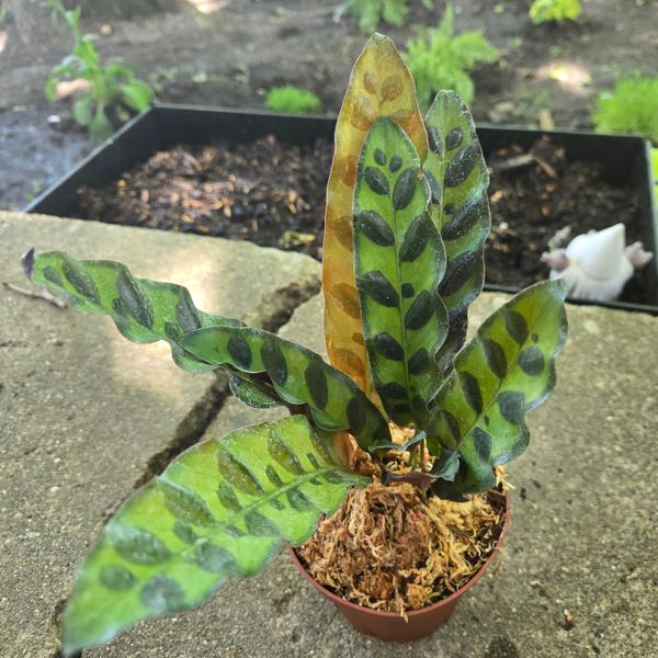 4" Calathea Lancifolia 'Rattlesnake'