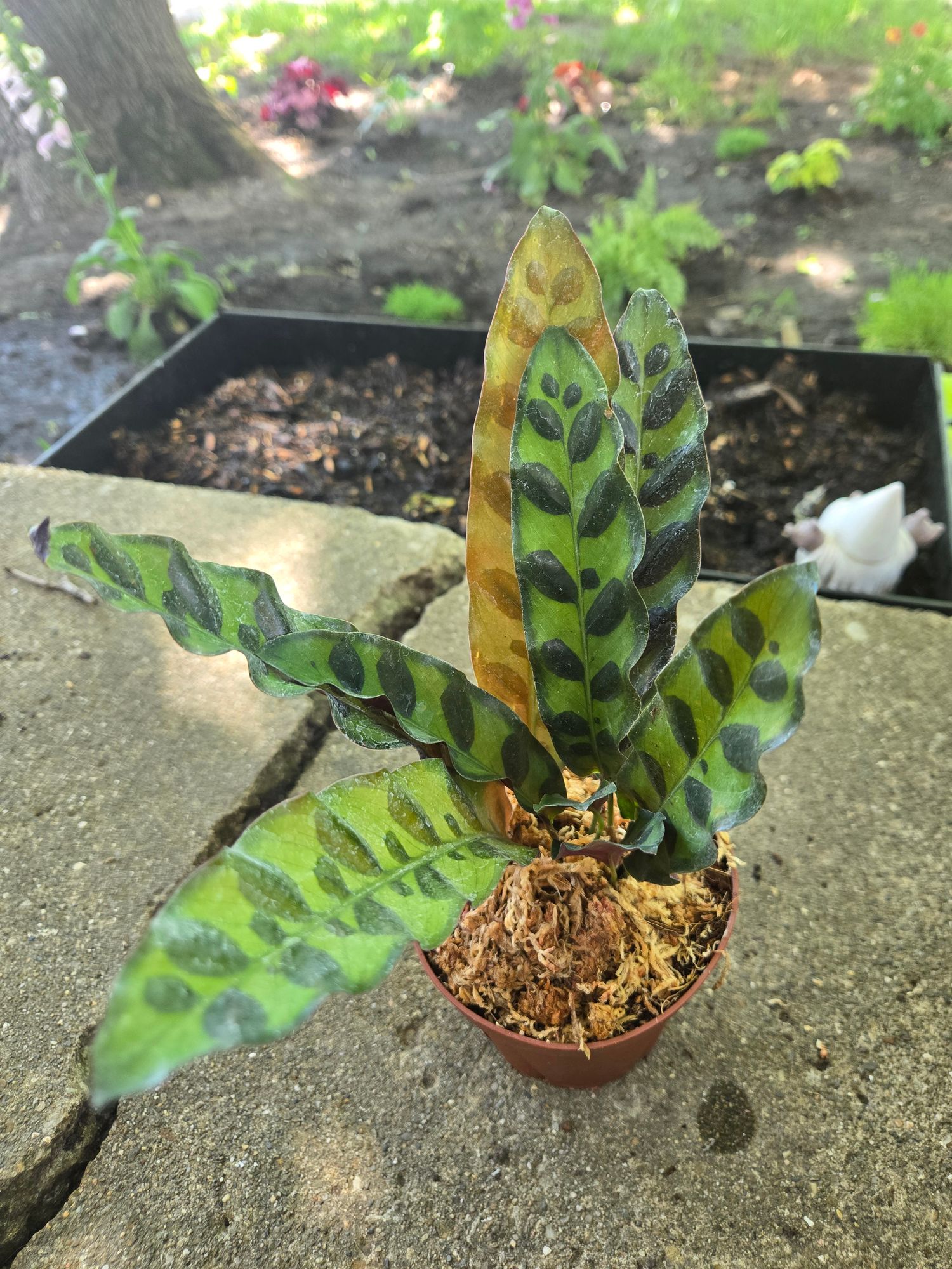 4" Calathea Lancifolia "Rattlesnake" - BWH Plant Co.