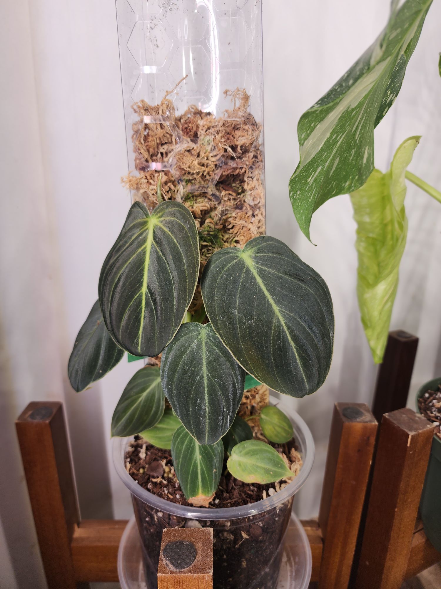 philodendron melinonii pflege Philodendron 