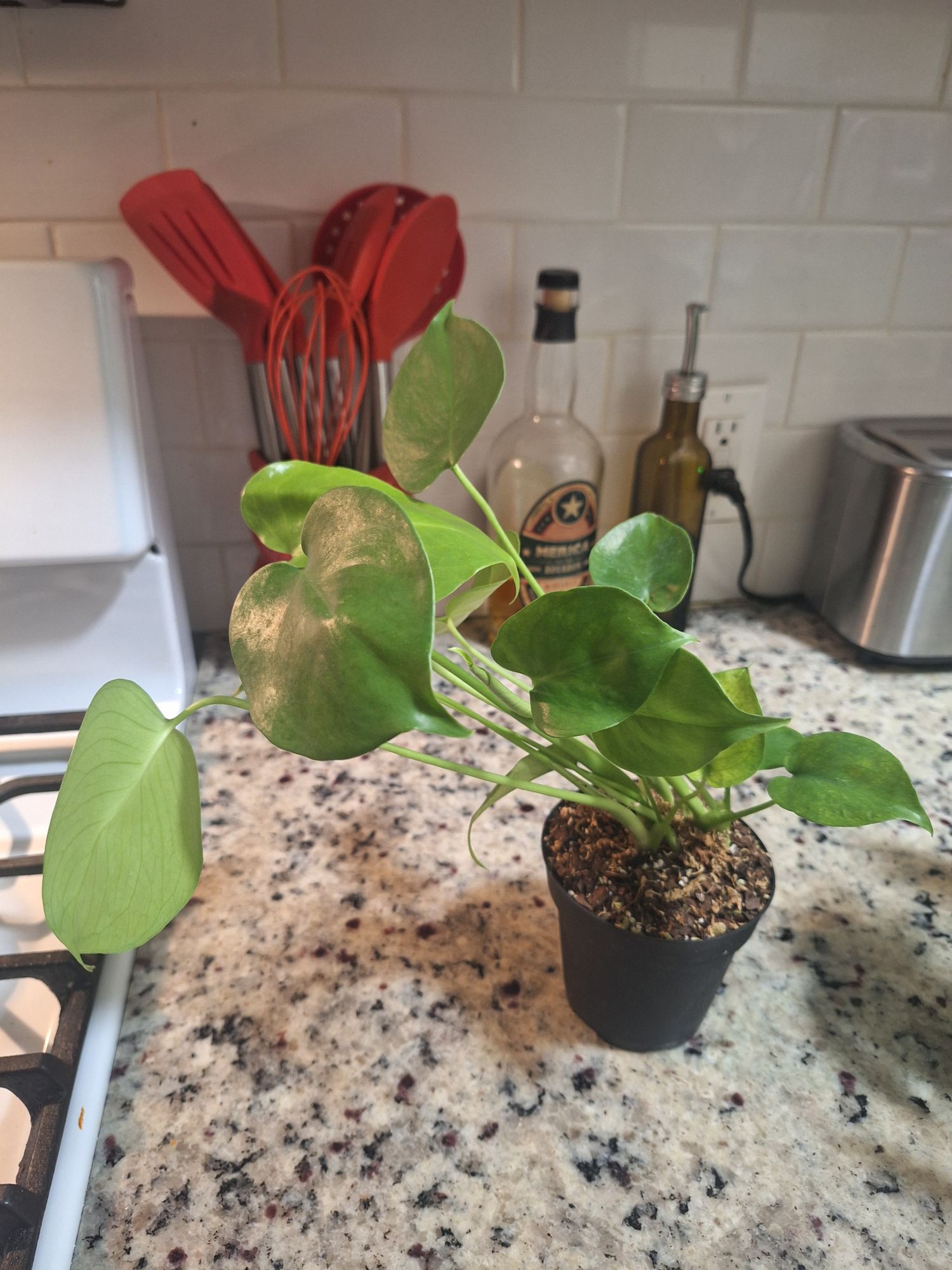 6" Monstera 'Deliciosa'  BWH Plant Co