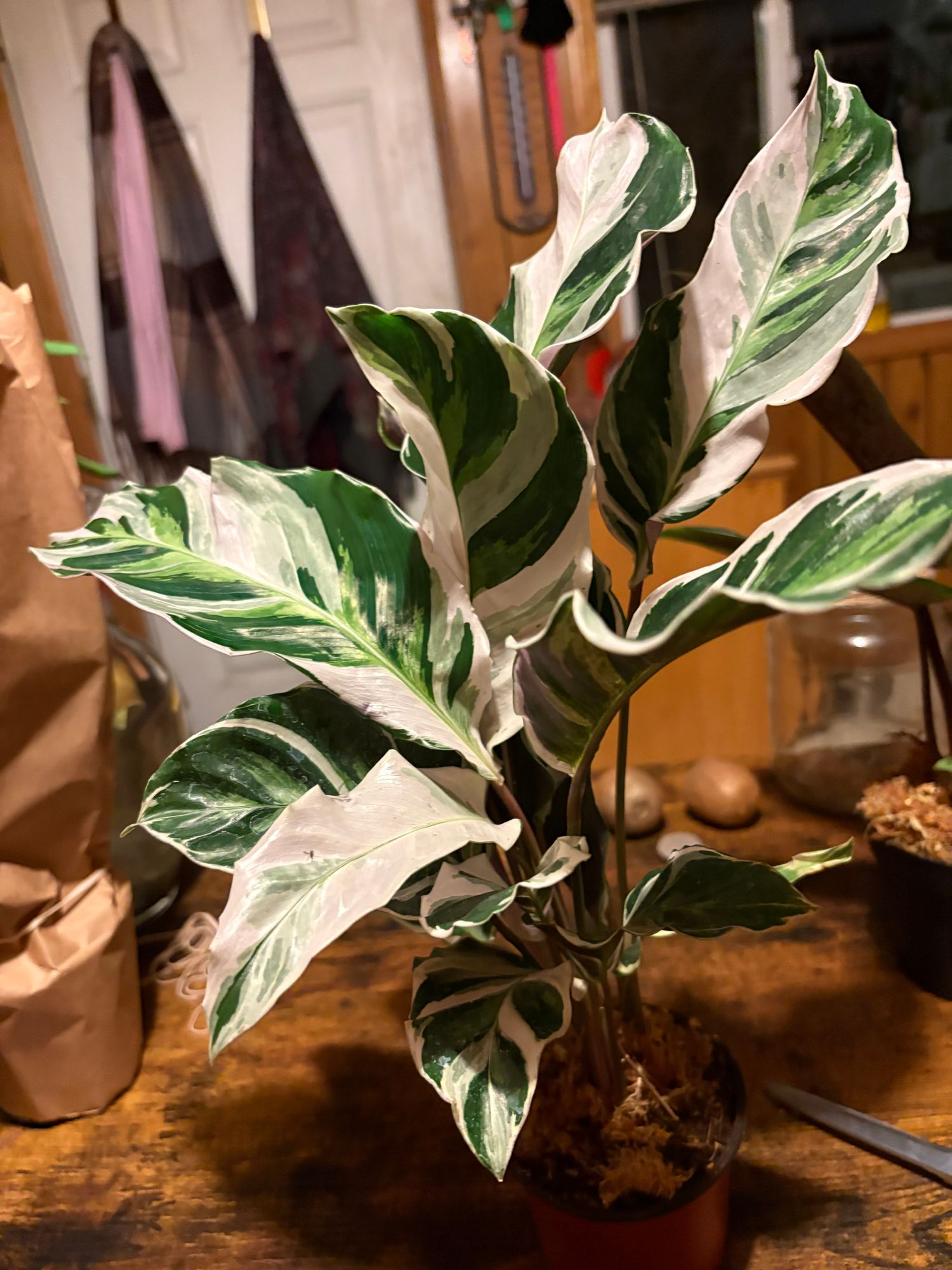 4" Calathea 'Fusion White' - BWH Plant Co.