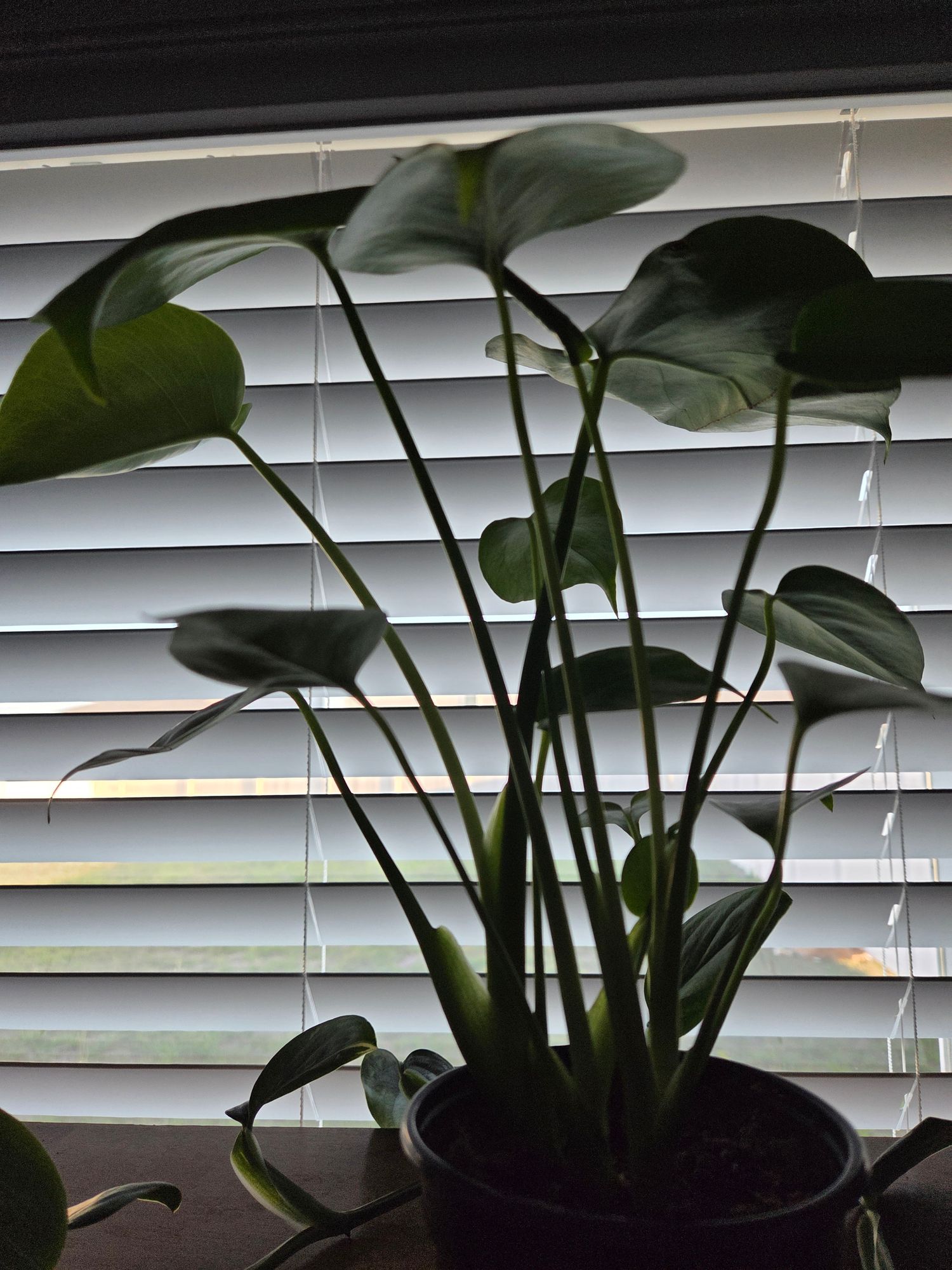 philodendron variegata kaufen Philodendron Green Congo variegata – Online kaufen