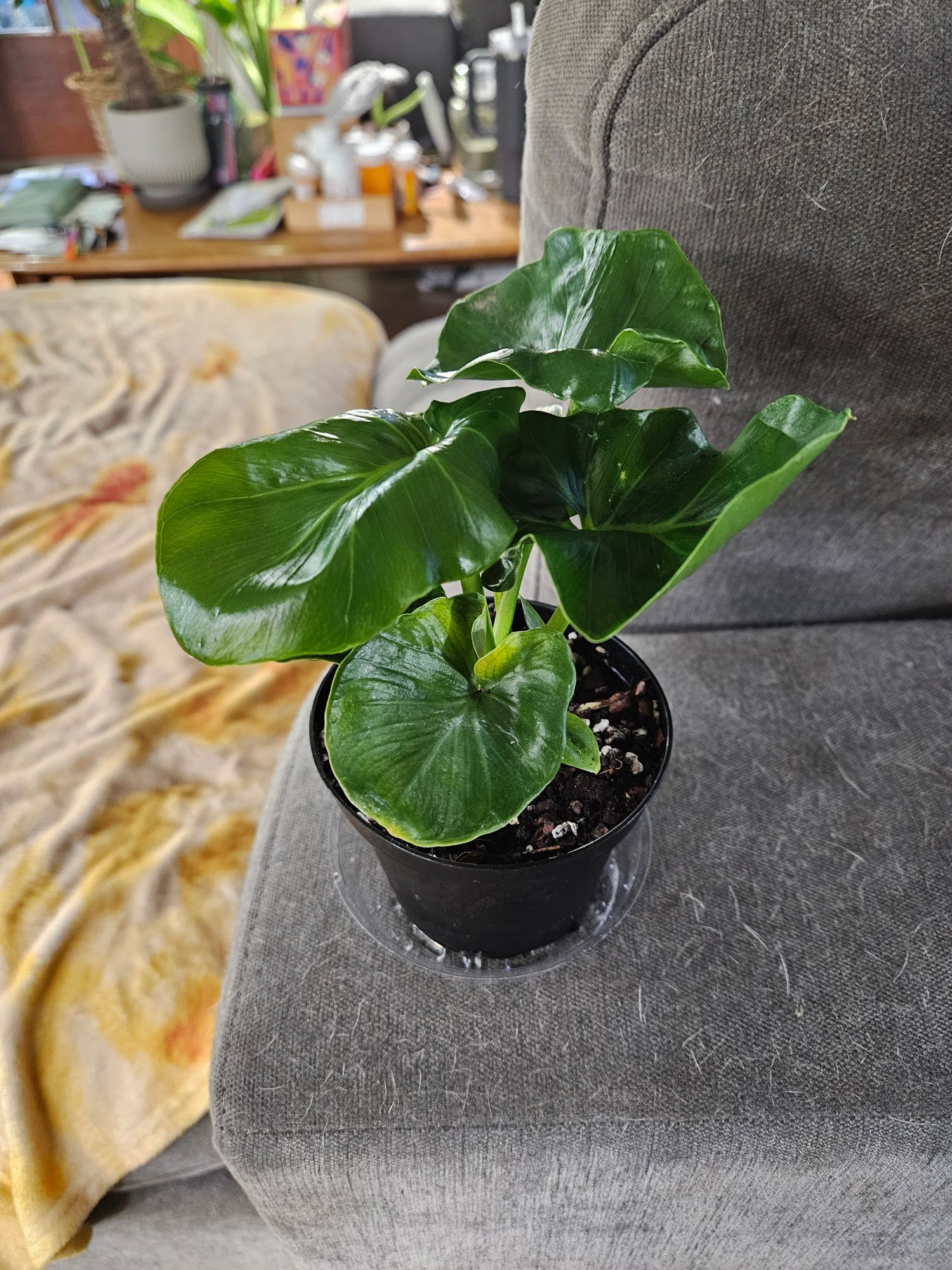 biotin in plants Vegan Biotin main image 0