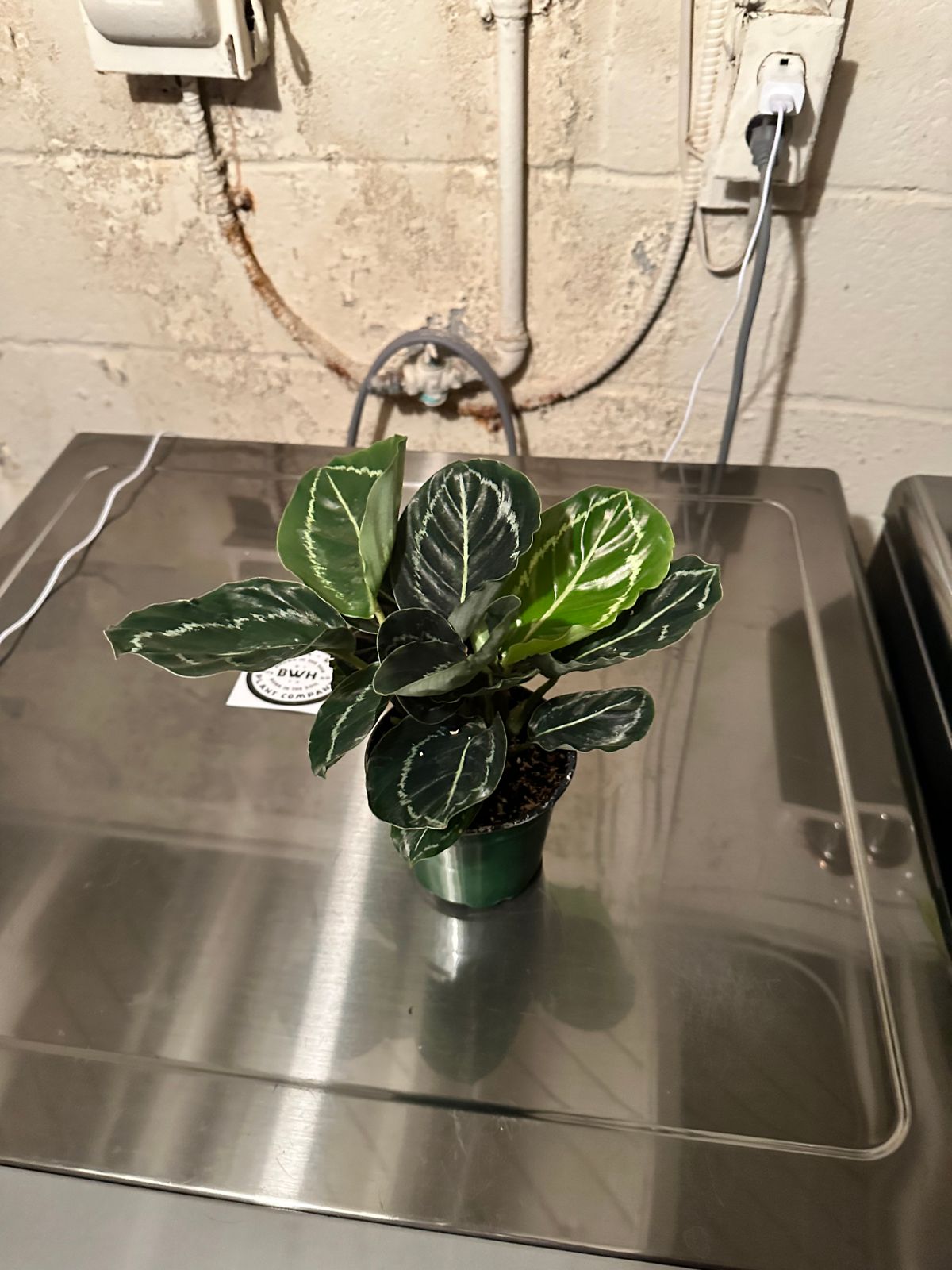 4" Calathea 'Green Goddess'  BWH Plant Co