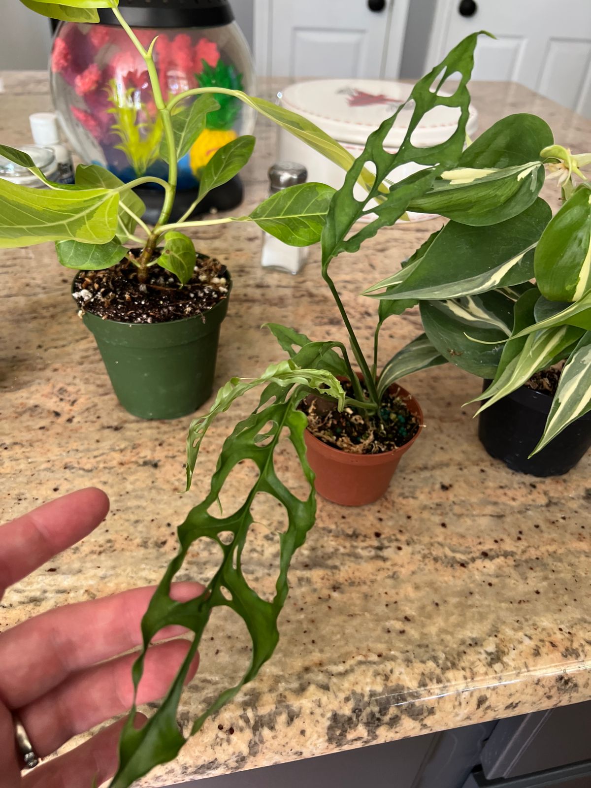 3" Monstera 'Obliqua' (Peruvian Form)  BWH Plant Co