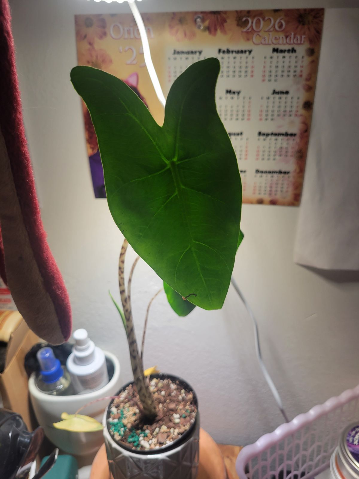 4" Alocasia 'Zebrina' - BWH Plant Co.
