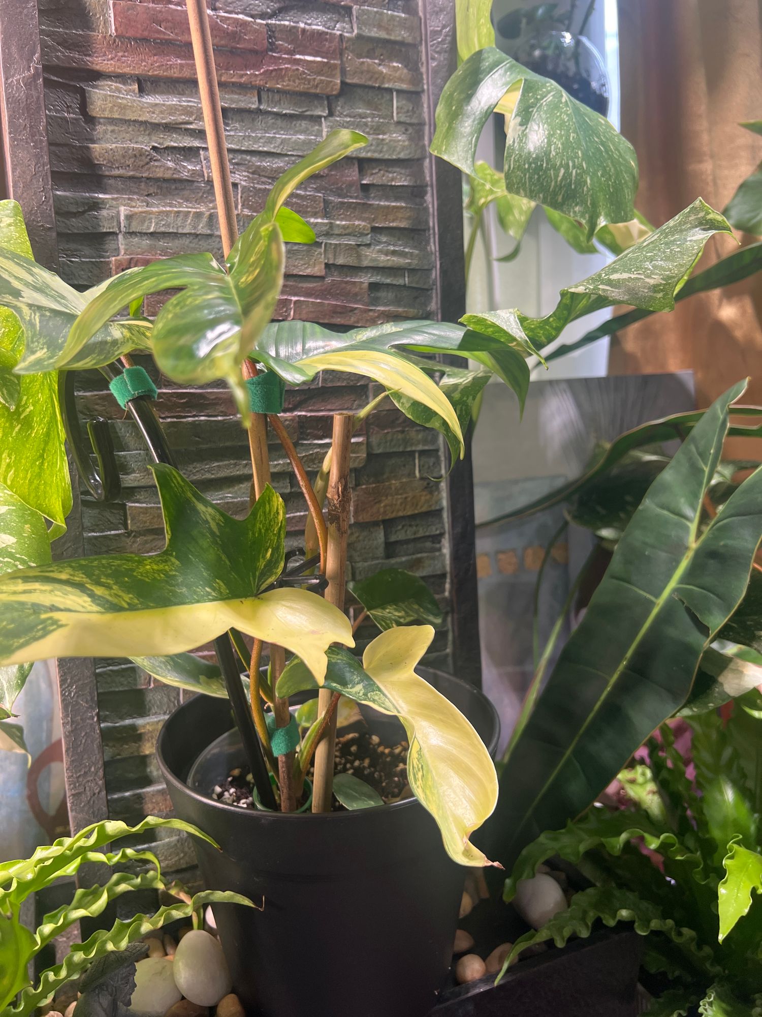 syngonium philodendron Syngonium, 'Red Spot Tricolor' – Mari's Gardens main image 0