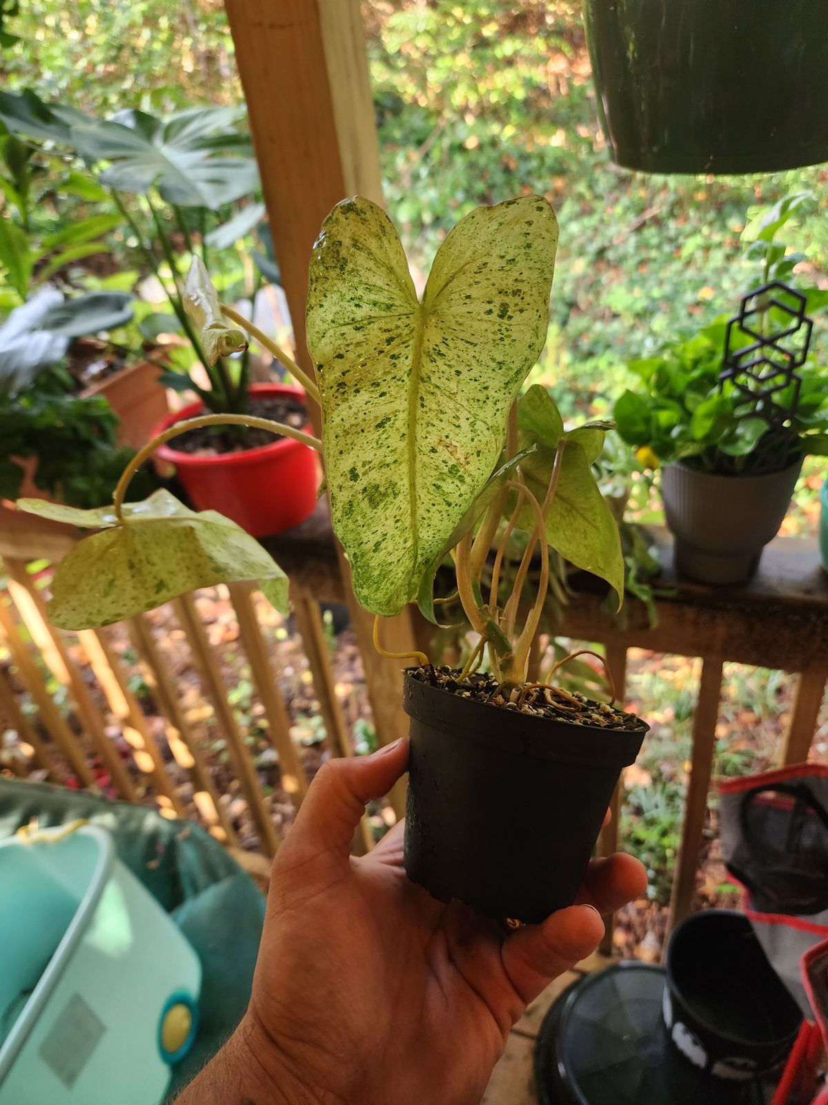 philodendron xanadu ikea Philodendron xanadu dwarf variegata
