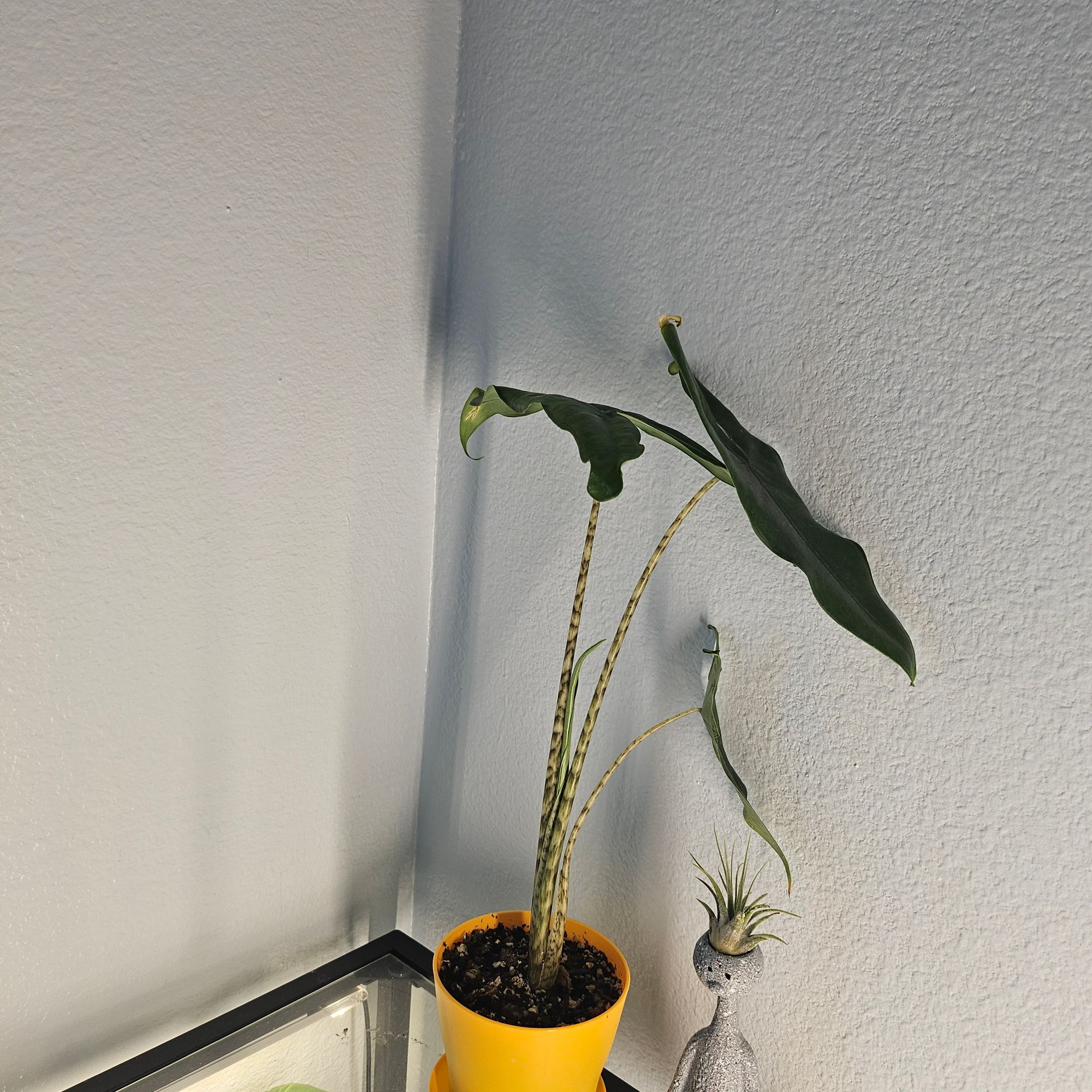 4" Alocasia 'Tigrina Superba' - BWH Plant Co.