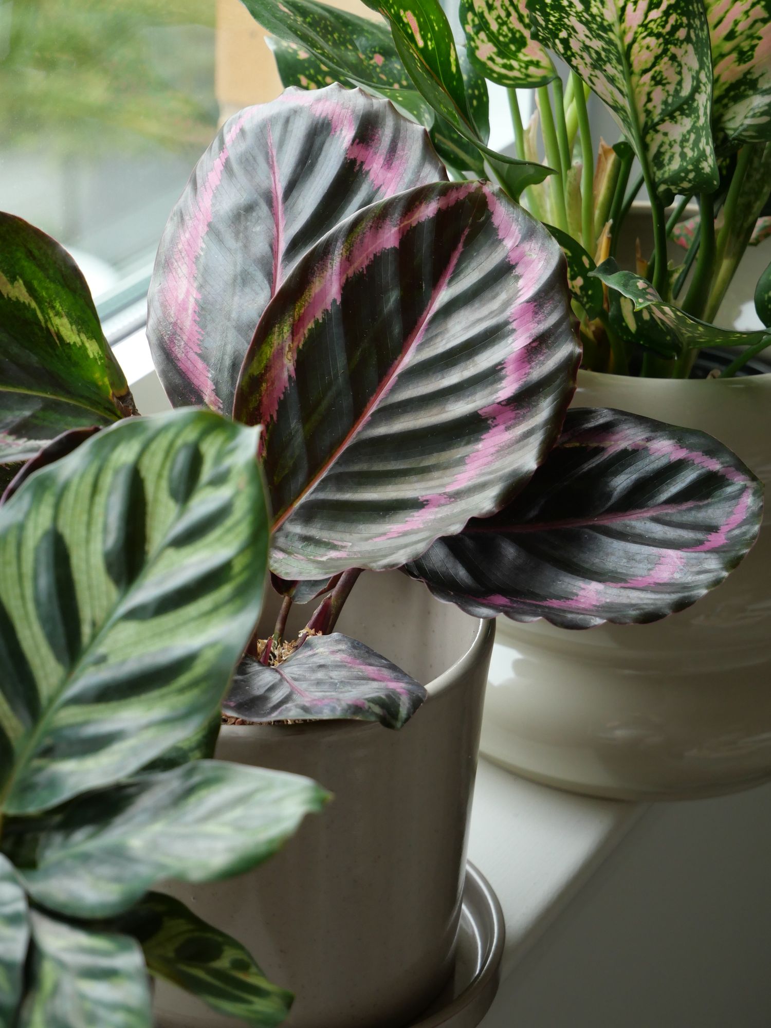 4" Calathea 'Red Rojo'  BWH Plant Co
