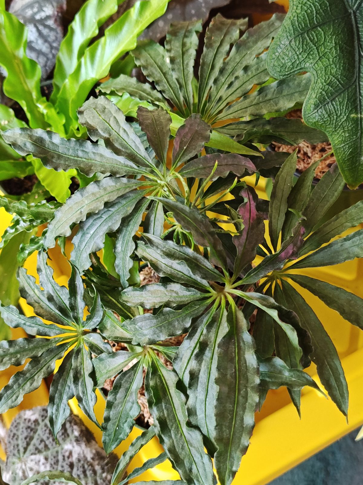 4" Anthurium 'Polyschistum' (Anthurium 'Cochabamba')  BWH Plant Co