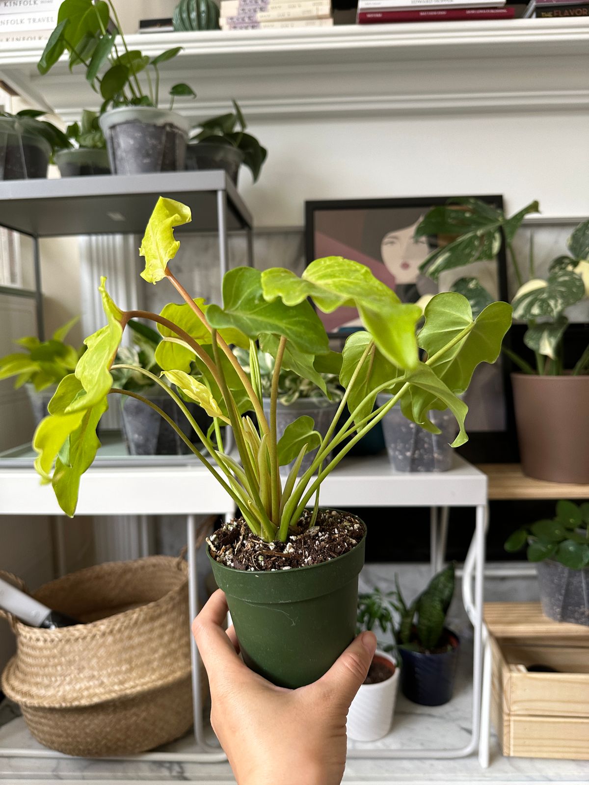 4 Philodendron 'Golden Xanadu'  BWH Plant Co