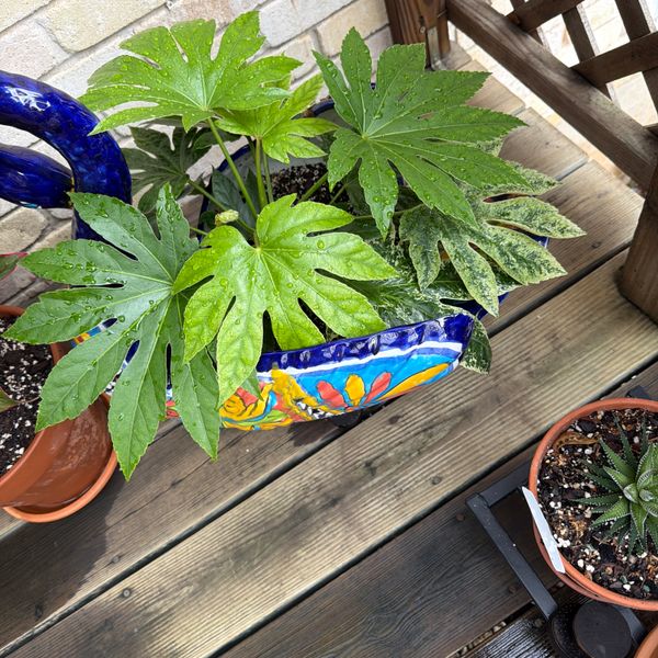 6" Variegated Fatsia 'Japonica' (Spiders Web)  BWH Plant Co
