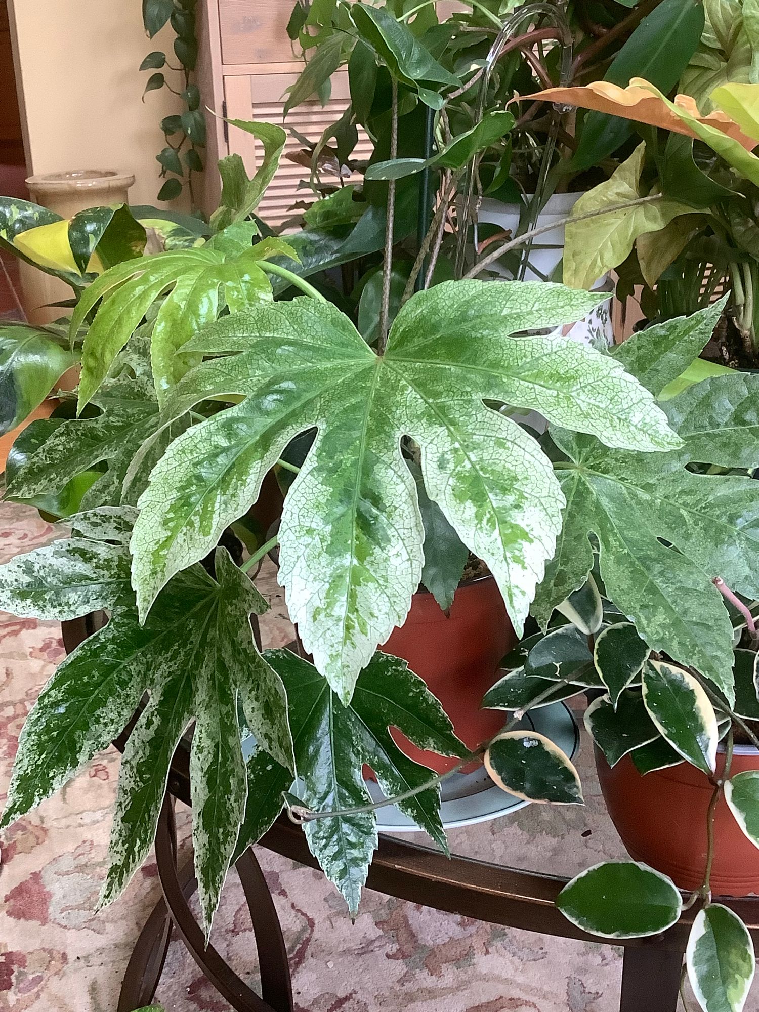 monstera epipremnum pinnatum variegata Epipremnum Pinnatum Variegated main image 0