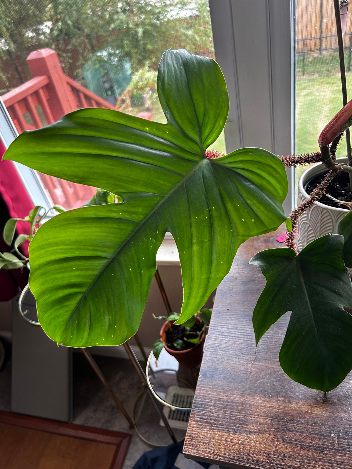4" Philodendron 'Squamiferum' - BWH Plant Co.