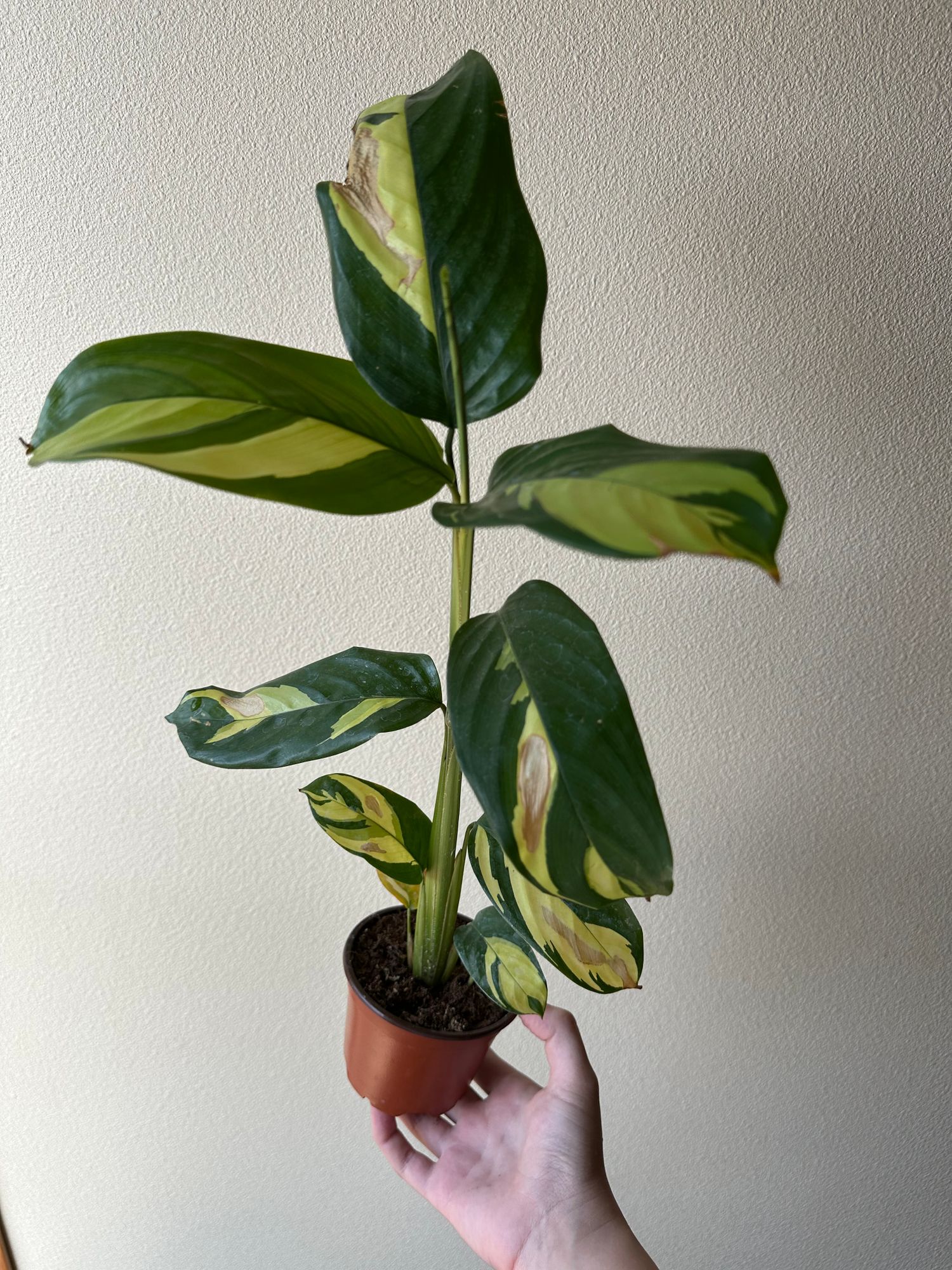 4" Calathea 'Pilosa'  BWH Plant Co