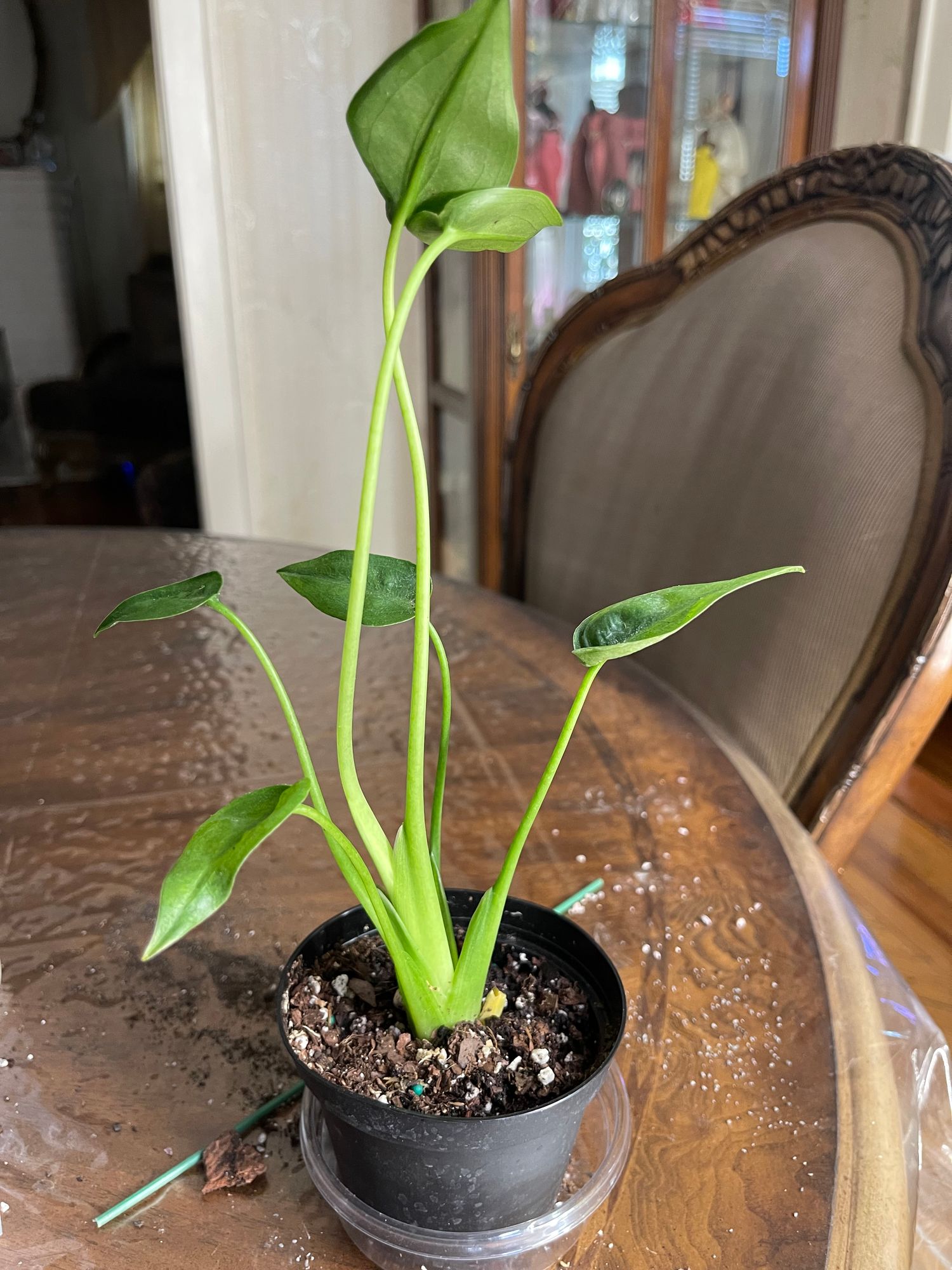 4" Alocasia 'Tiny Dancer'  BWH Plant Co