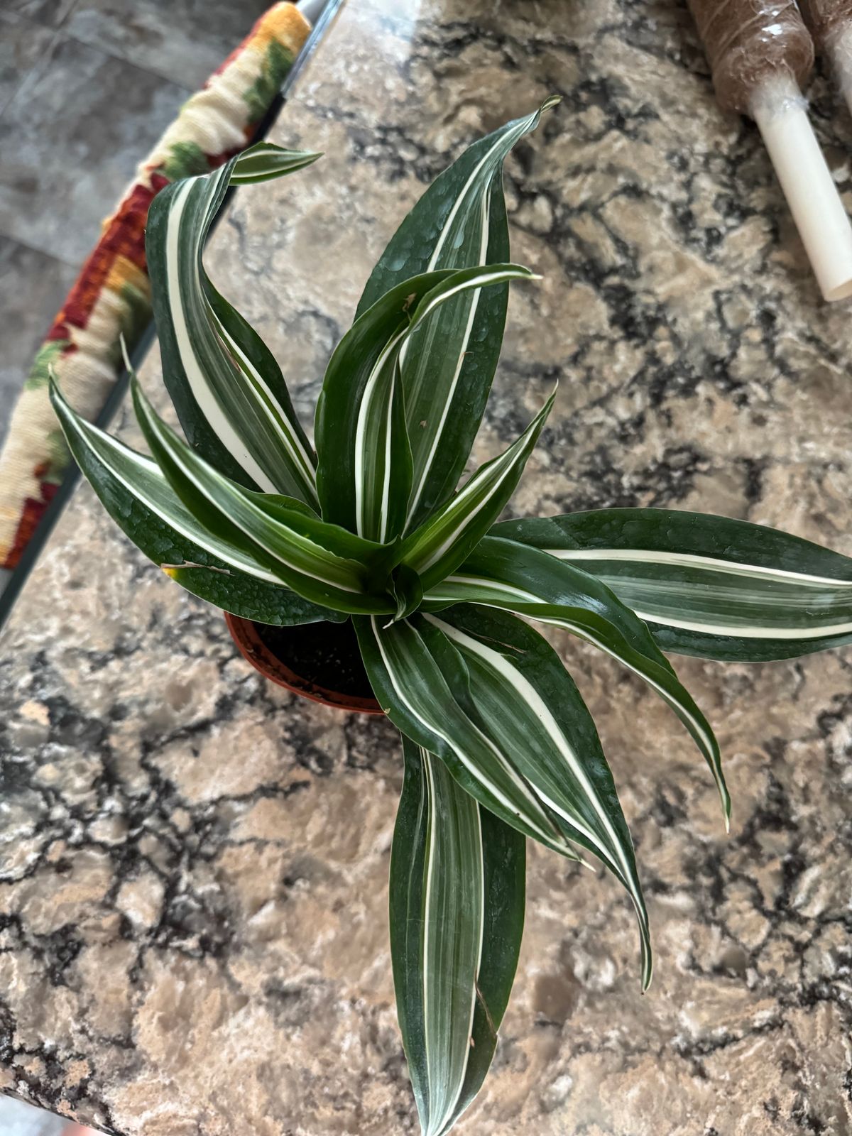 4" Dracaena 'White Jewel' Dragon Tree  BWH Plant Co