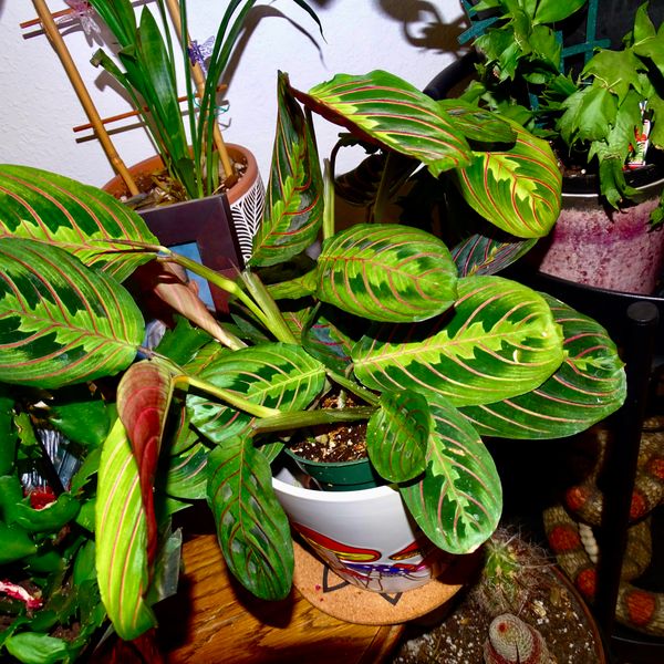 4" Maranta Leuconeura Red 'Prayer Plant'
