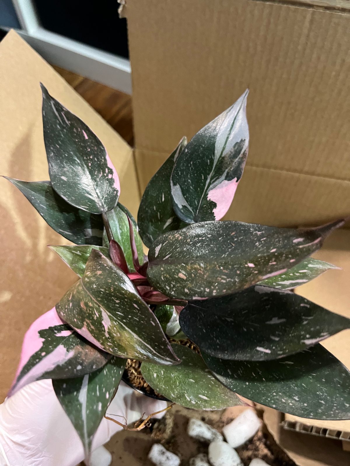 4" Philodendron 'Pink Princess'  BWH Plant Co