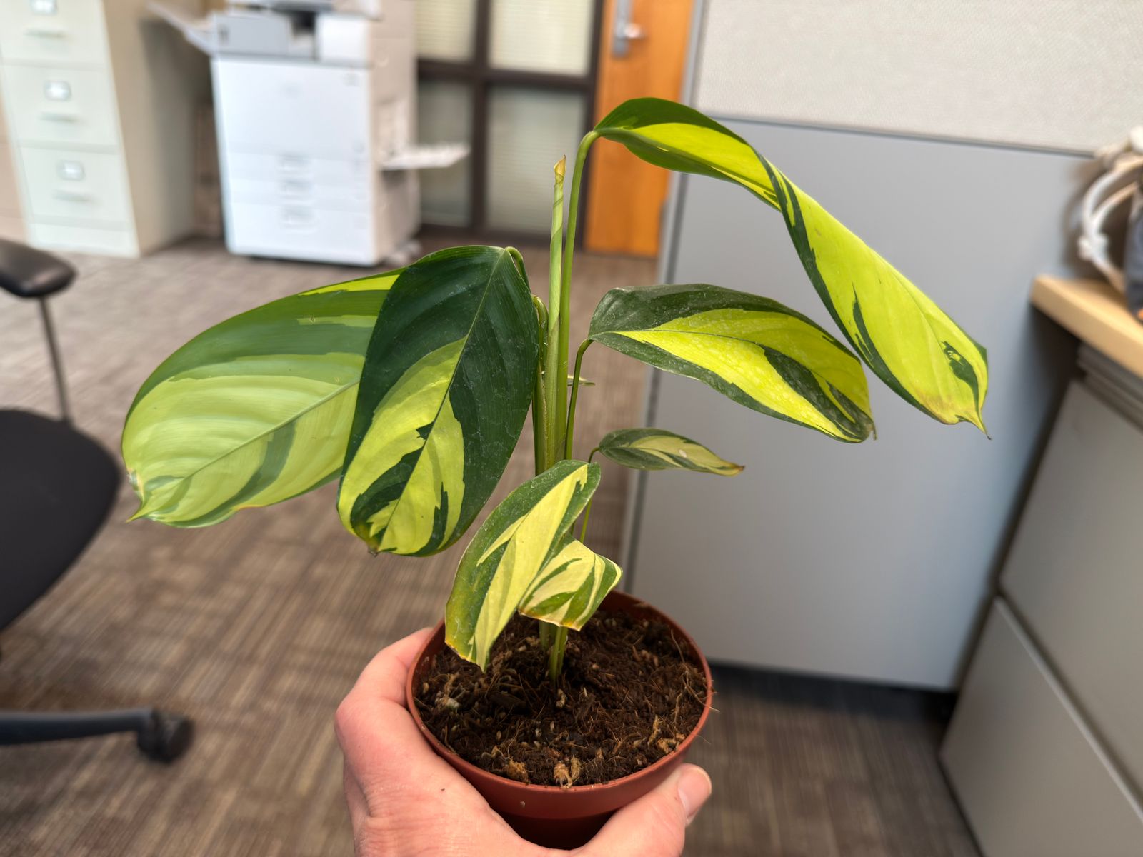 4" Calathea 'Pilosa'  BWH Plant Co