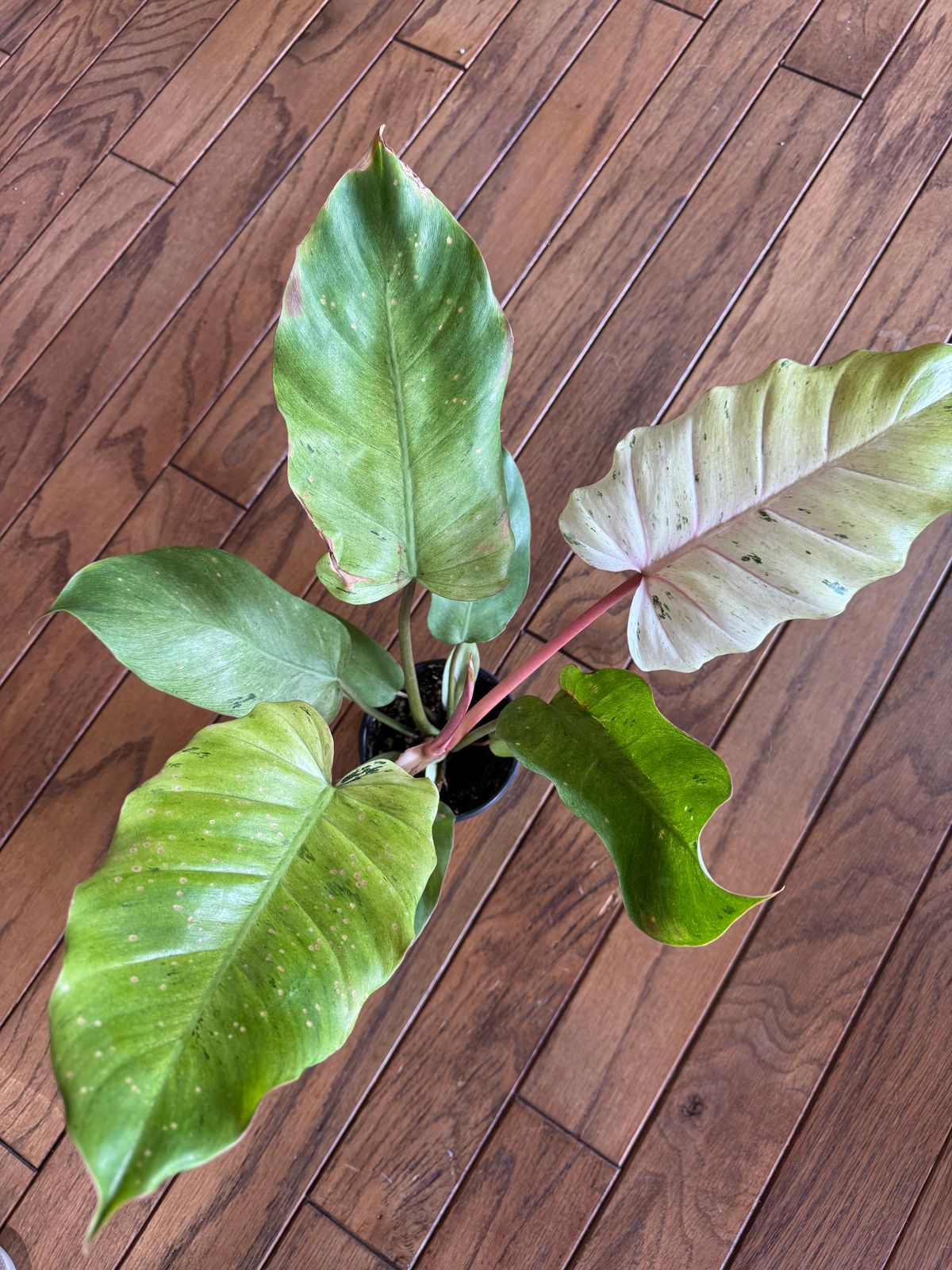 4" Philodendron 'Snowdrift'  BWH Plant Co