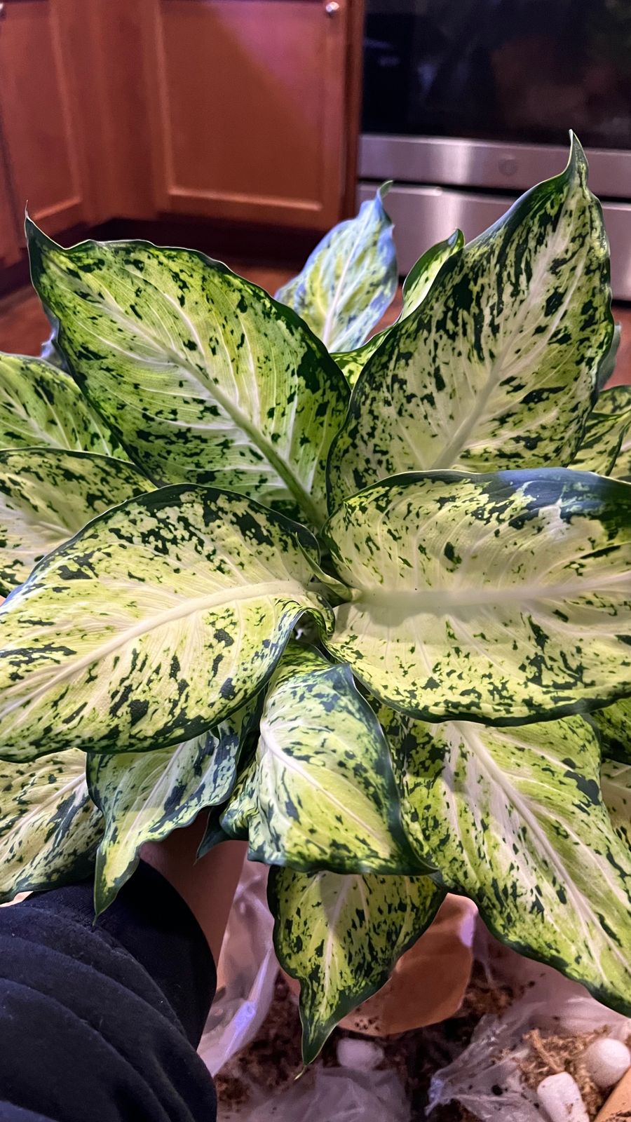 6" Dieffenbachia 'Amy'  BWH Plant Co