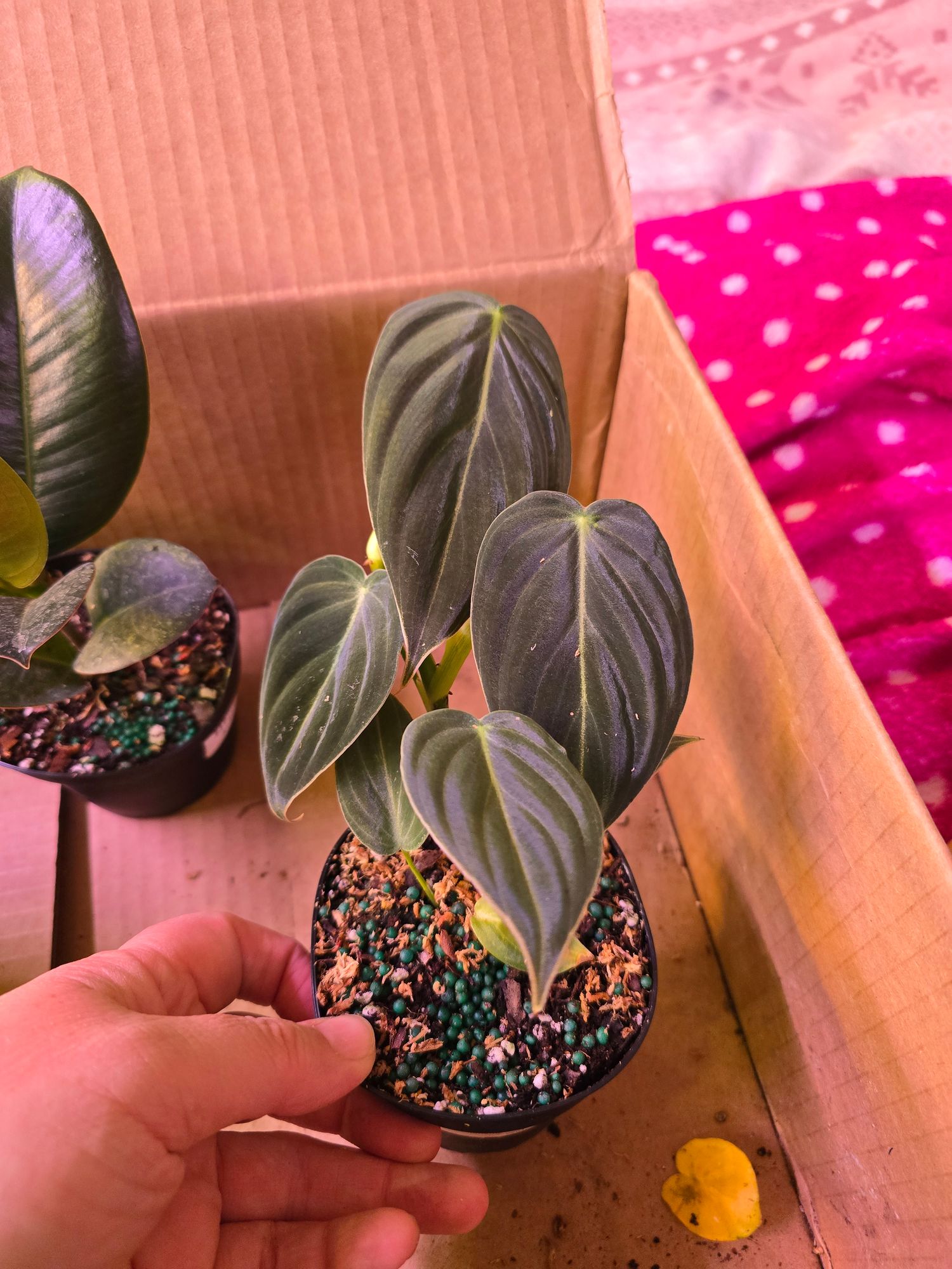 philodendron white fusion Gorgeous Philodendron Houseplants for Sale